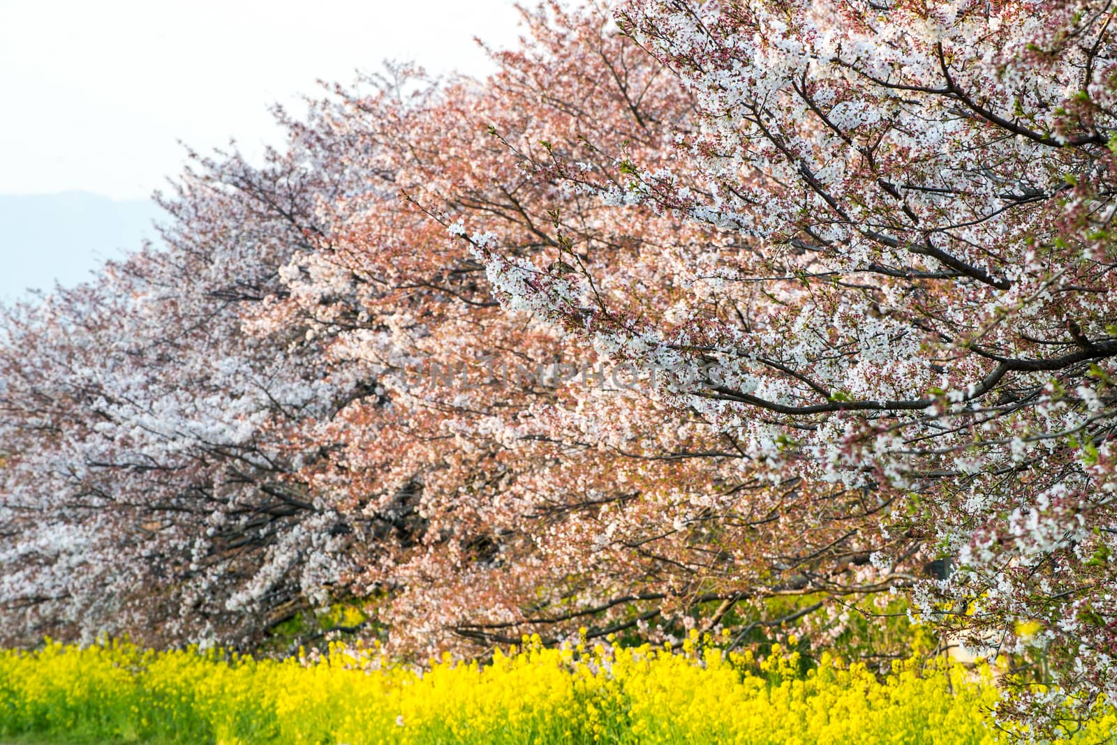 Cherry blossom (Sakura) in garden of japan