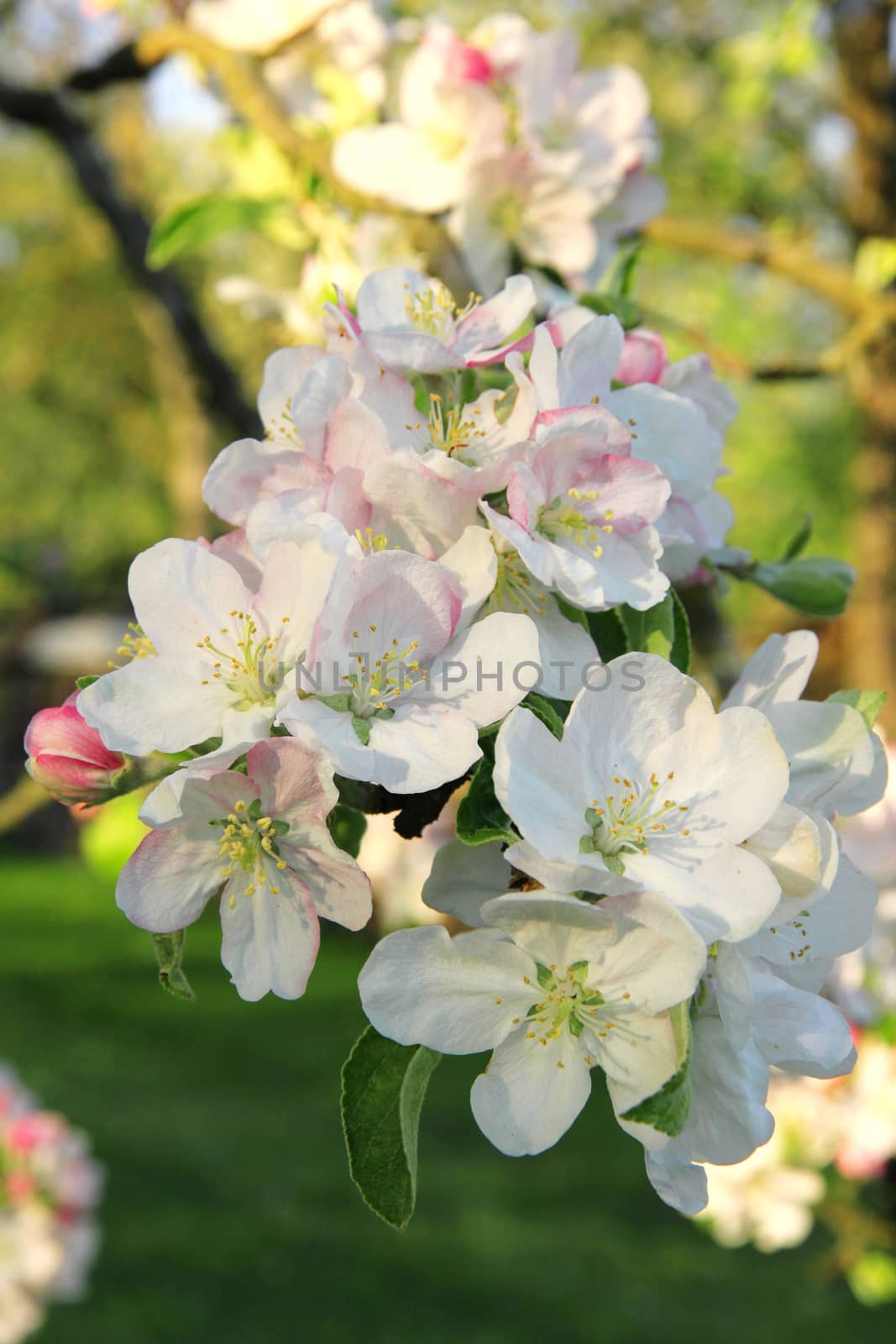 Apple blossoms in spring at sunset