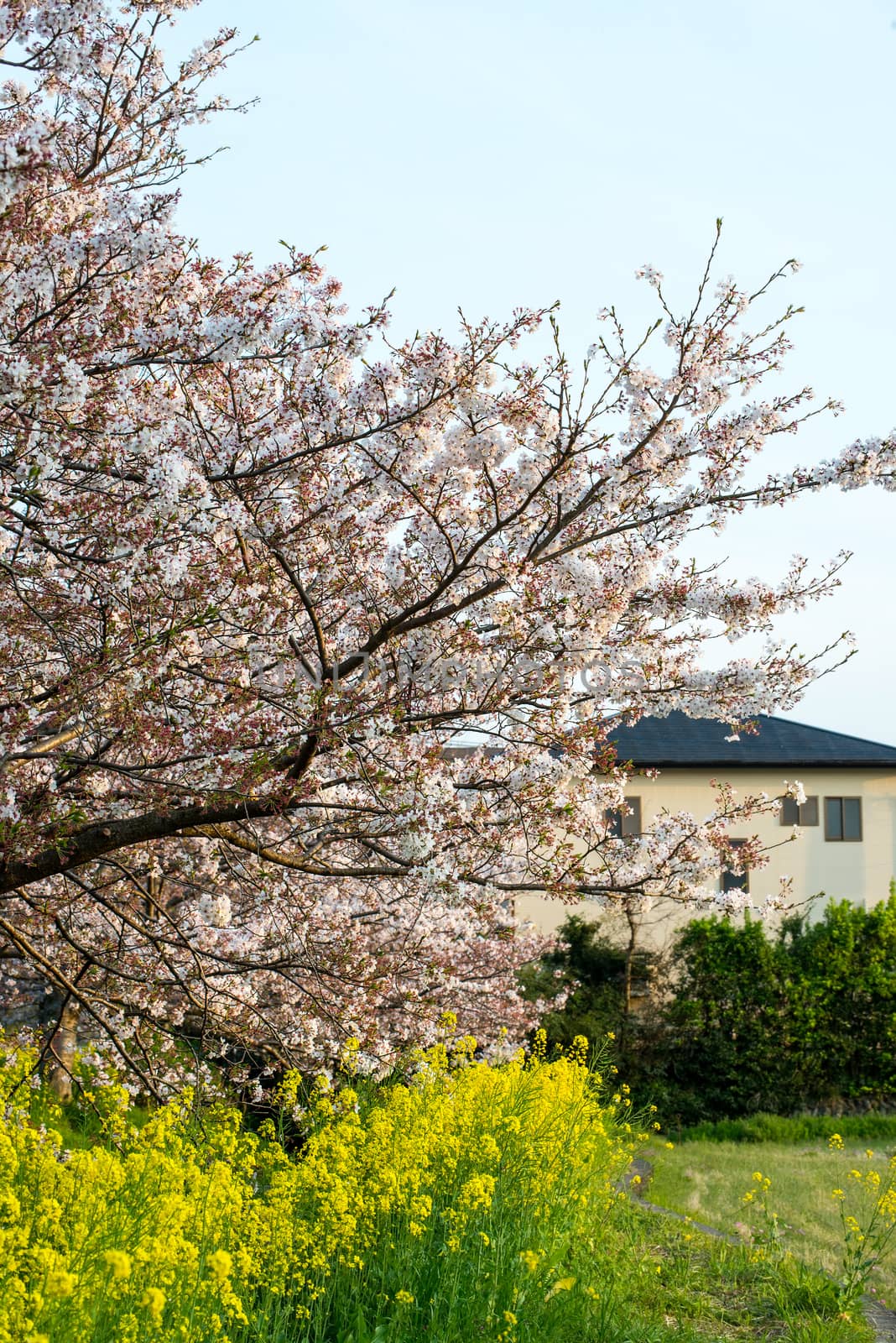 Cherry blossom (Sakura) in garden of japan