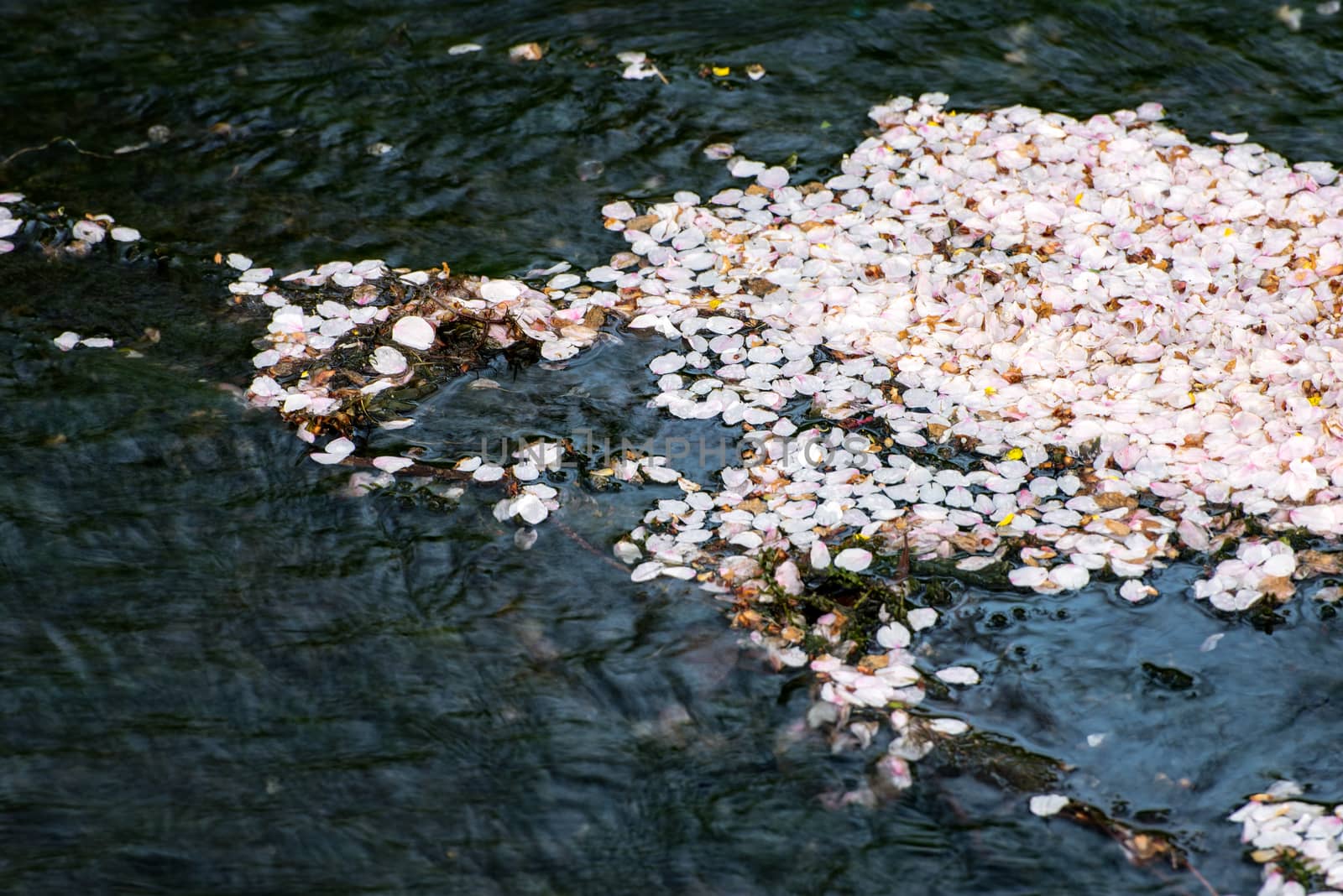 Petals of cherry blossom on the water surface