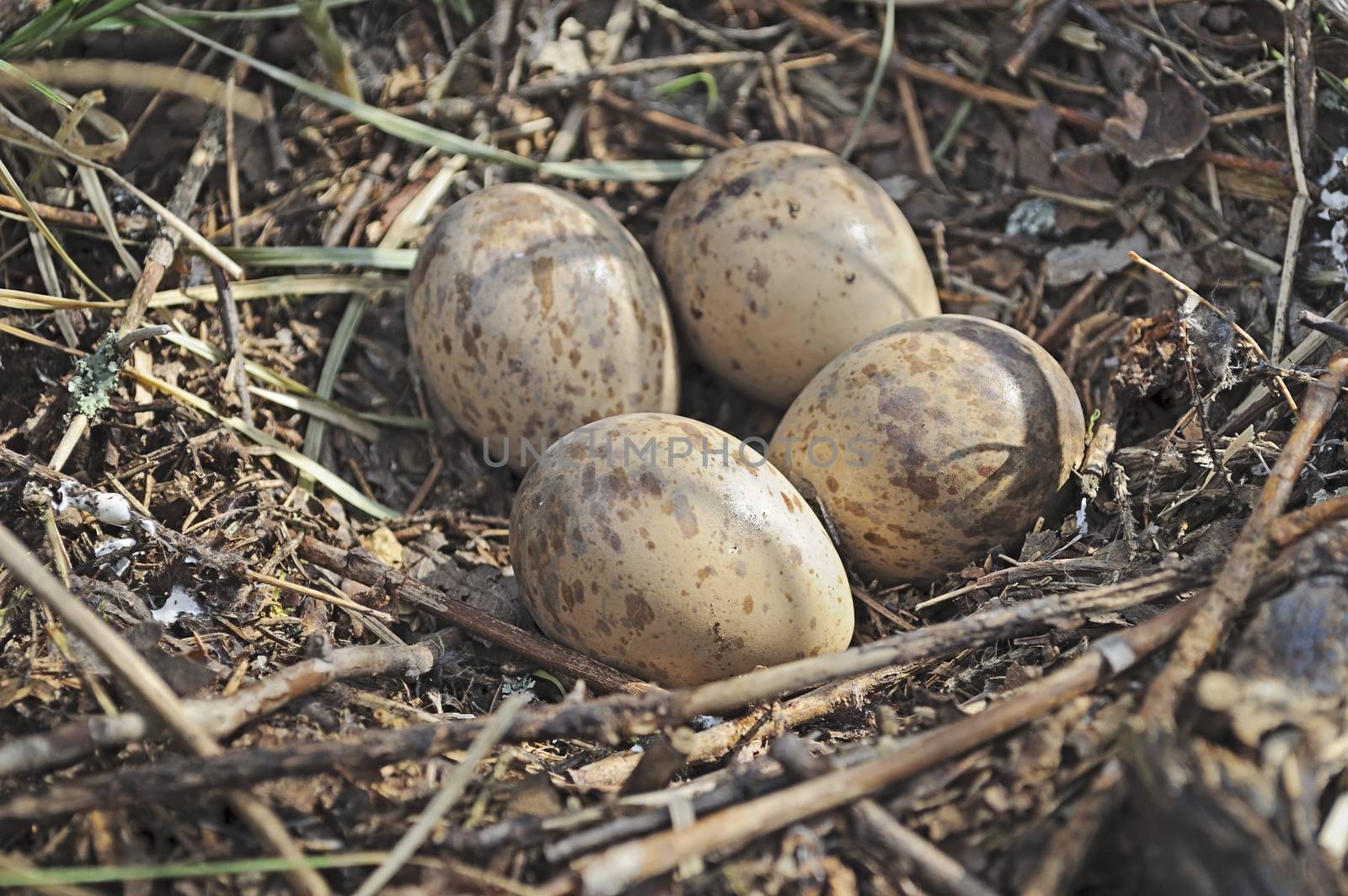 Nest with eggs on the ground by wander