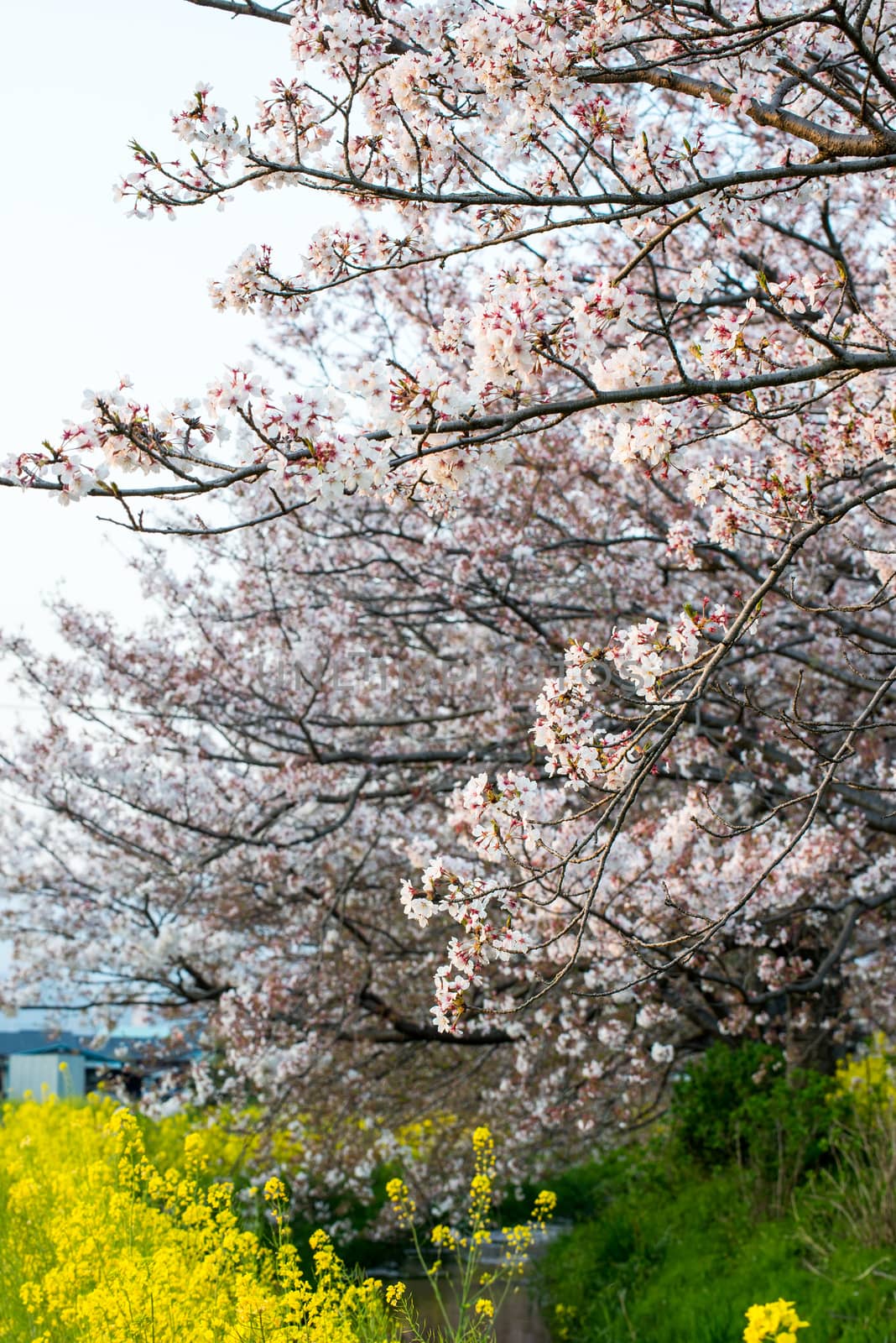 Cherry blossom (Sakura) in garden of japan