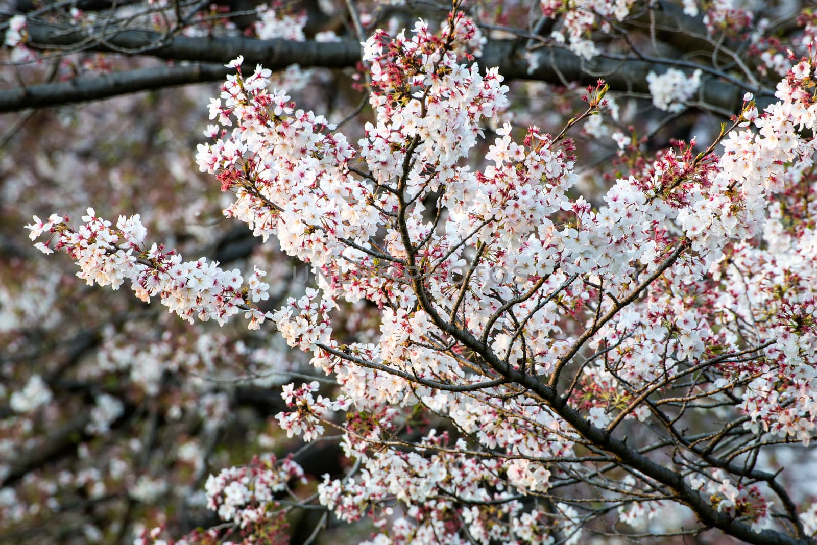 Cherry blossom (Sakura) in garden of japan by Yuri2012