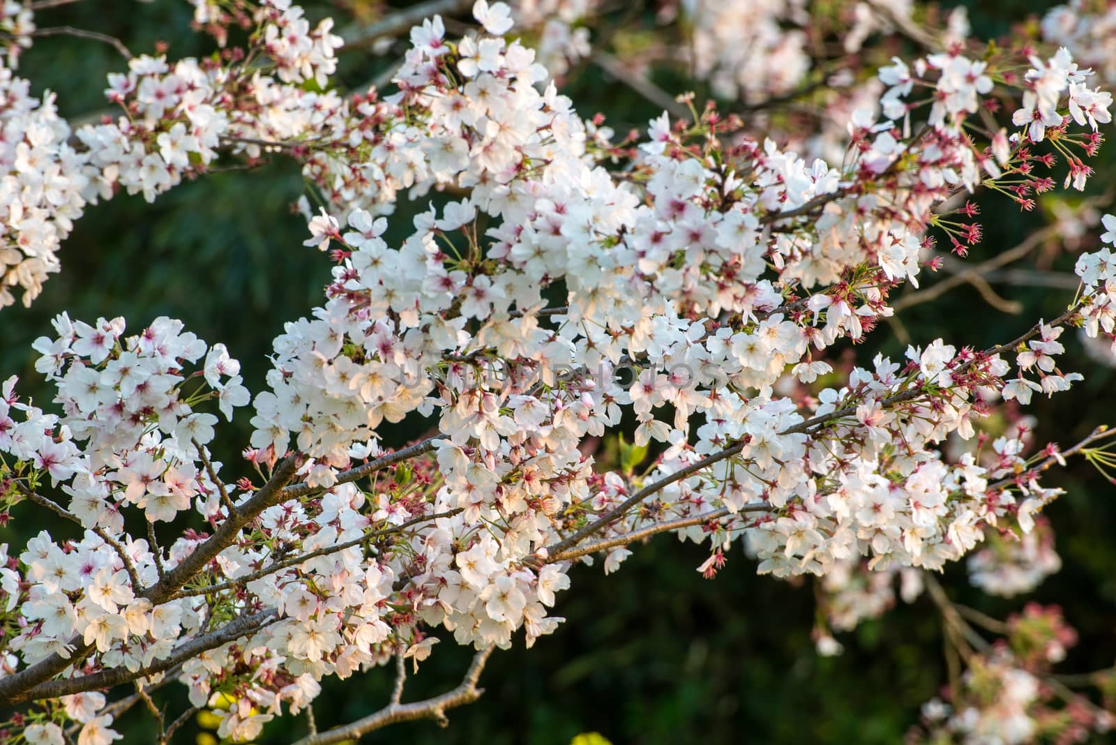 Cherry blossom (Sakura) in garden of japan