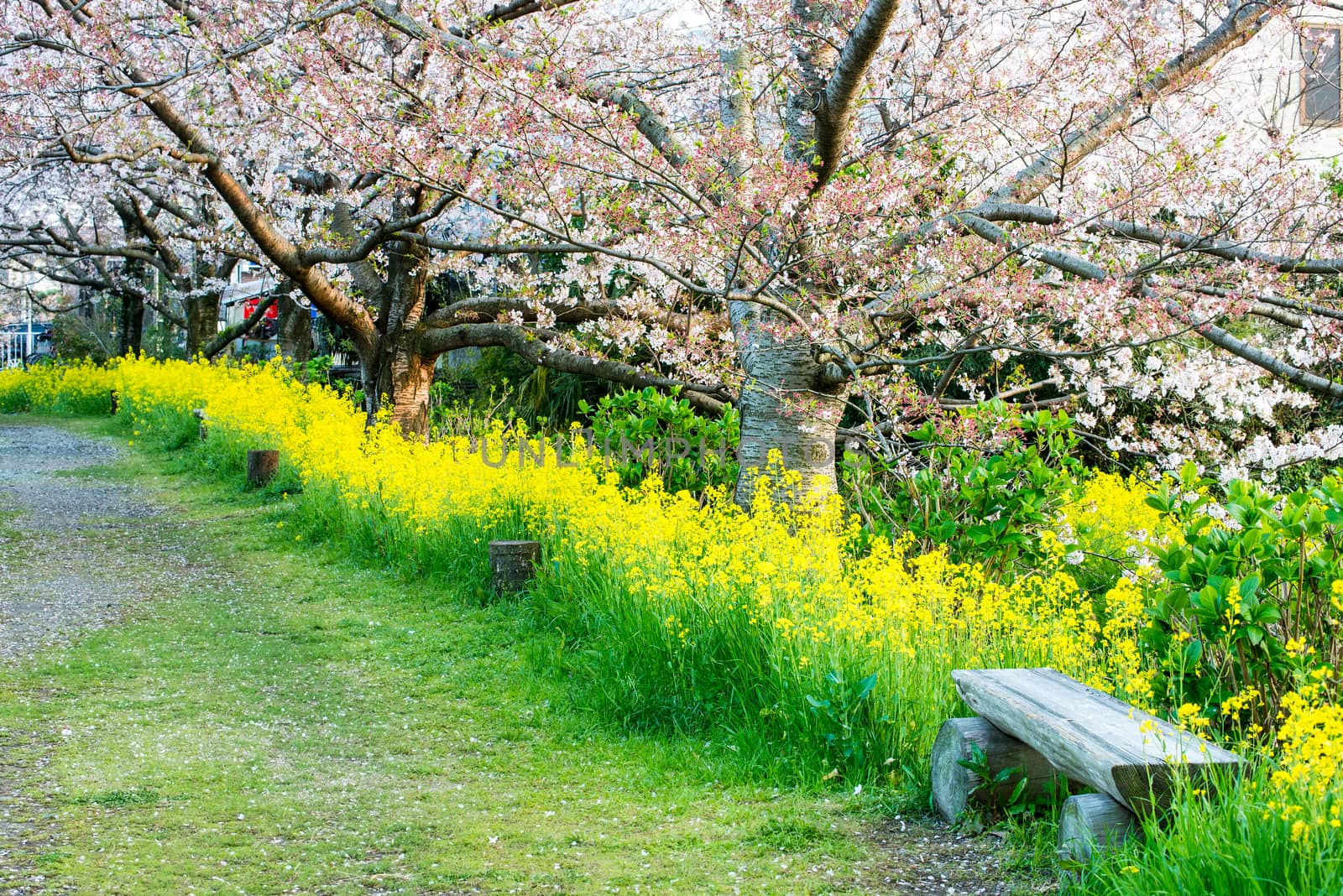 Cherry blossom (Sakura) a wood bench in garden of japan