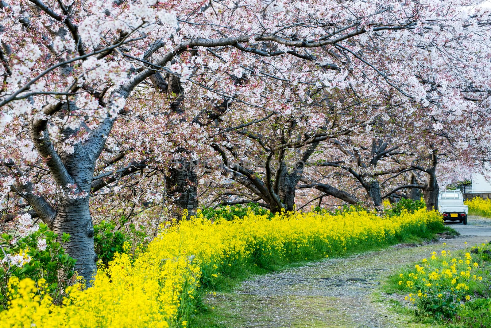 Cherry blossom (Sakura) in garden of japan