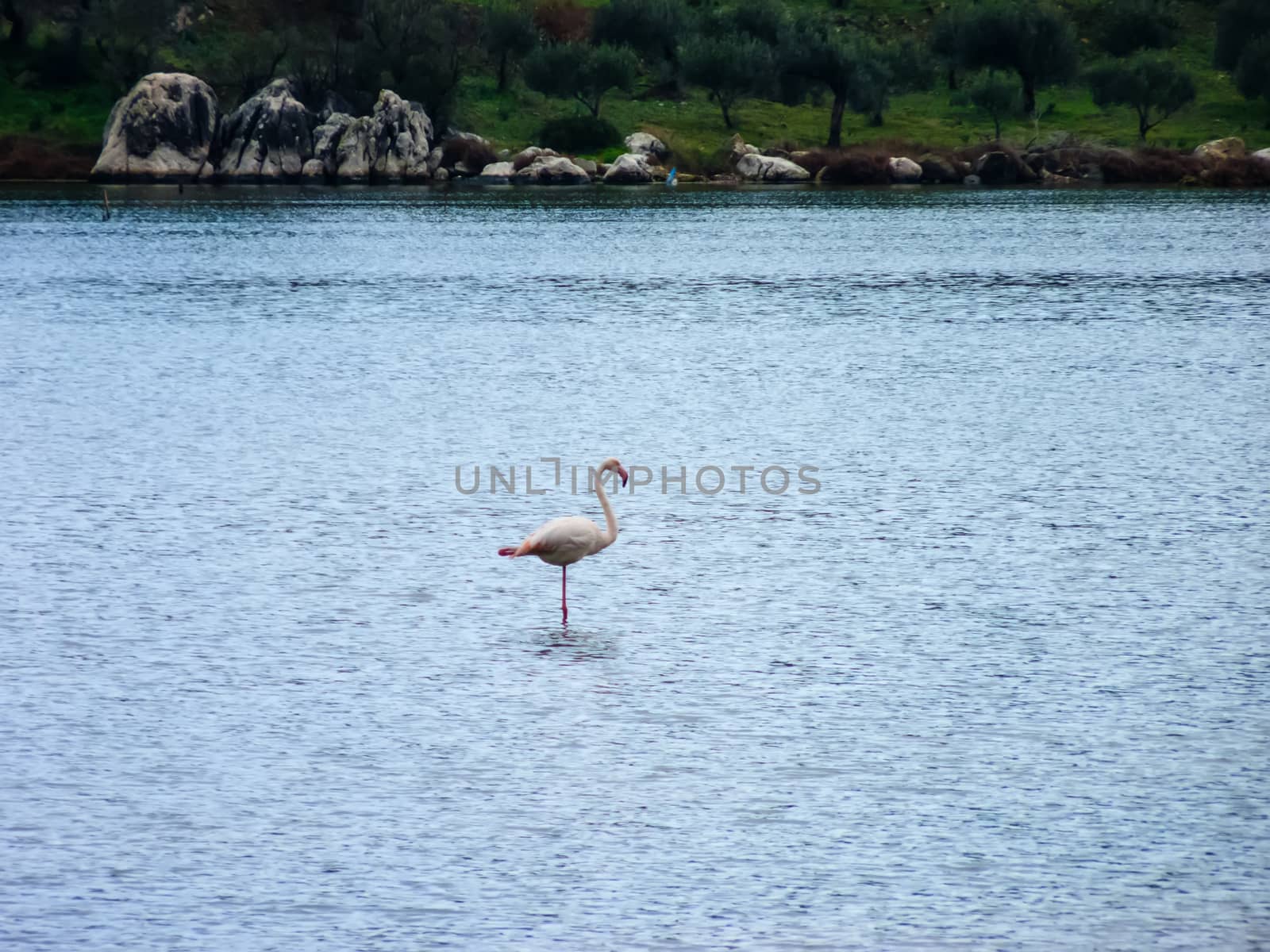 Flamingo in the Psifta lake