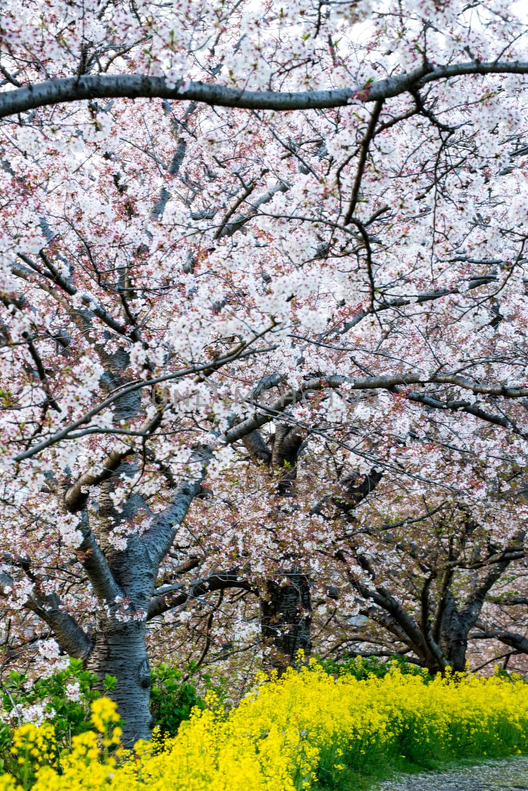 Cherry blossom (Sakura) in garden of japan by Yuri2012