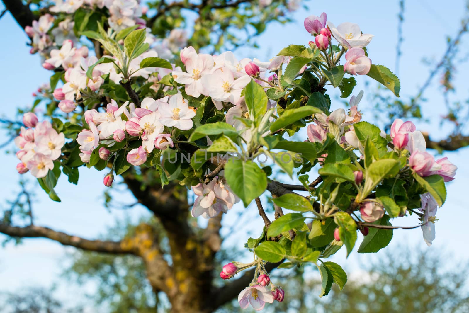 apple blossoms in spring against great blue sky