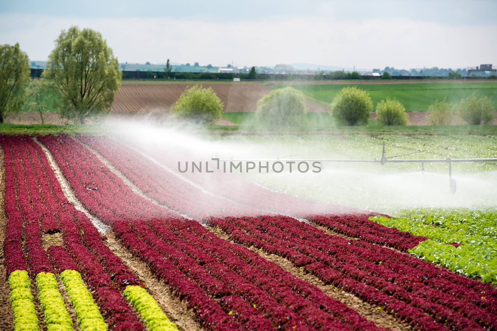 Irrigation system watering a farm field of lettuce in early spring