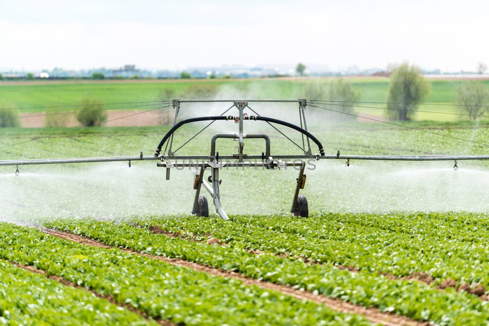 Irrigation system watering a farm field of lettuce in early spring
