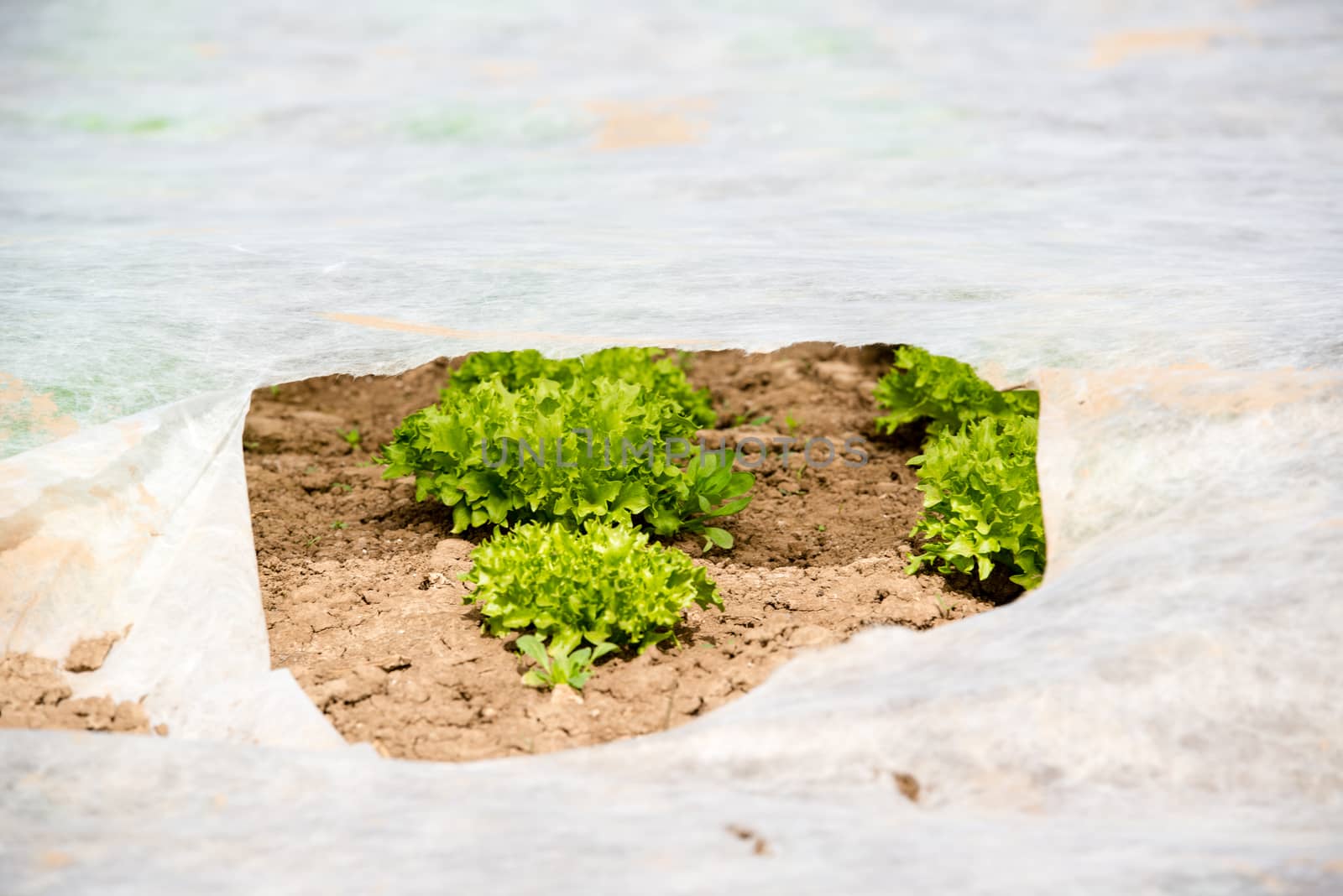 Young Green Lettuce grown underneath a thin white canvas cover