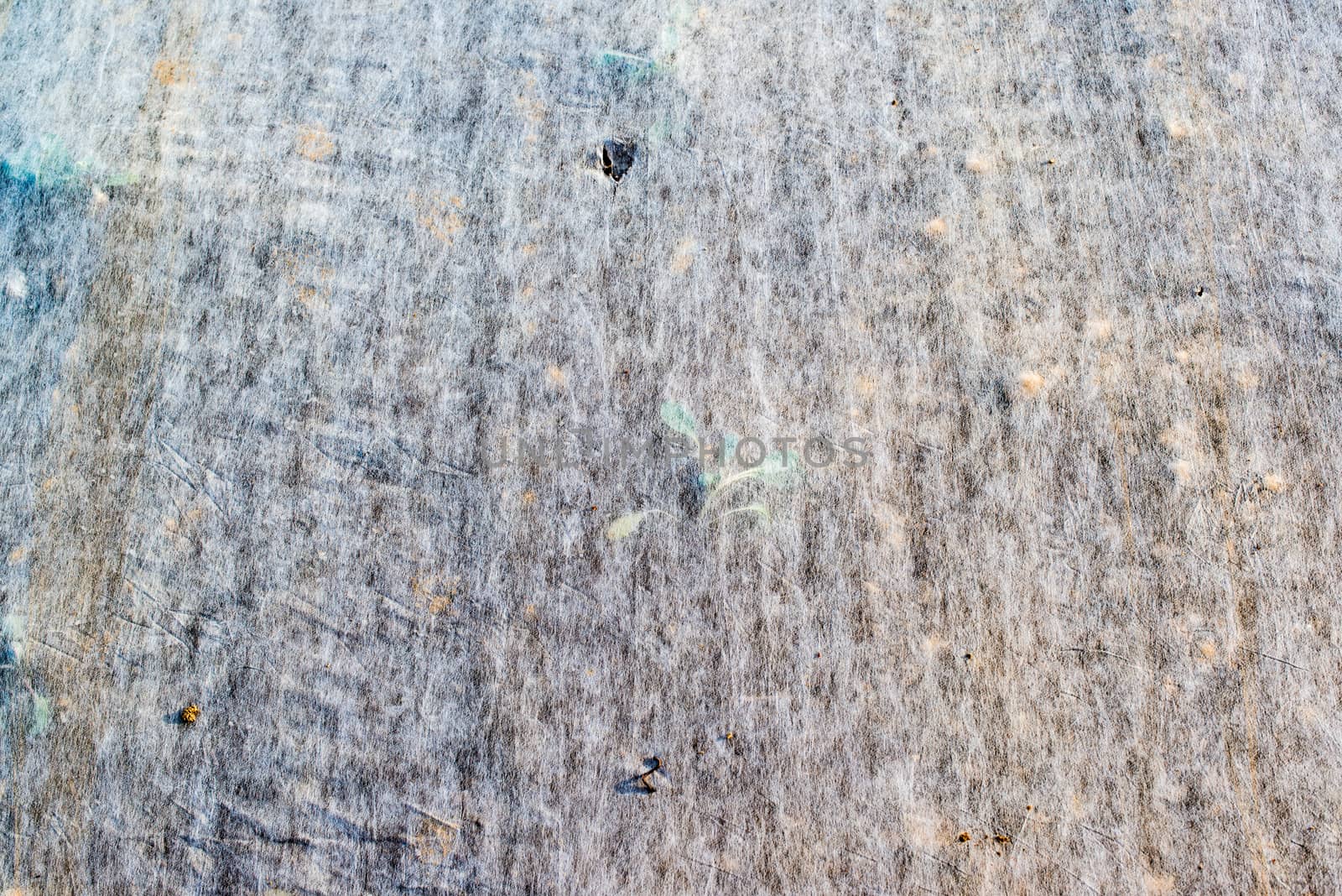 Young Green Lettuce grown underneath a thin white canvas cover