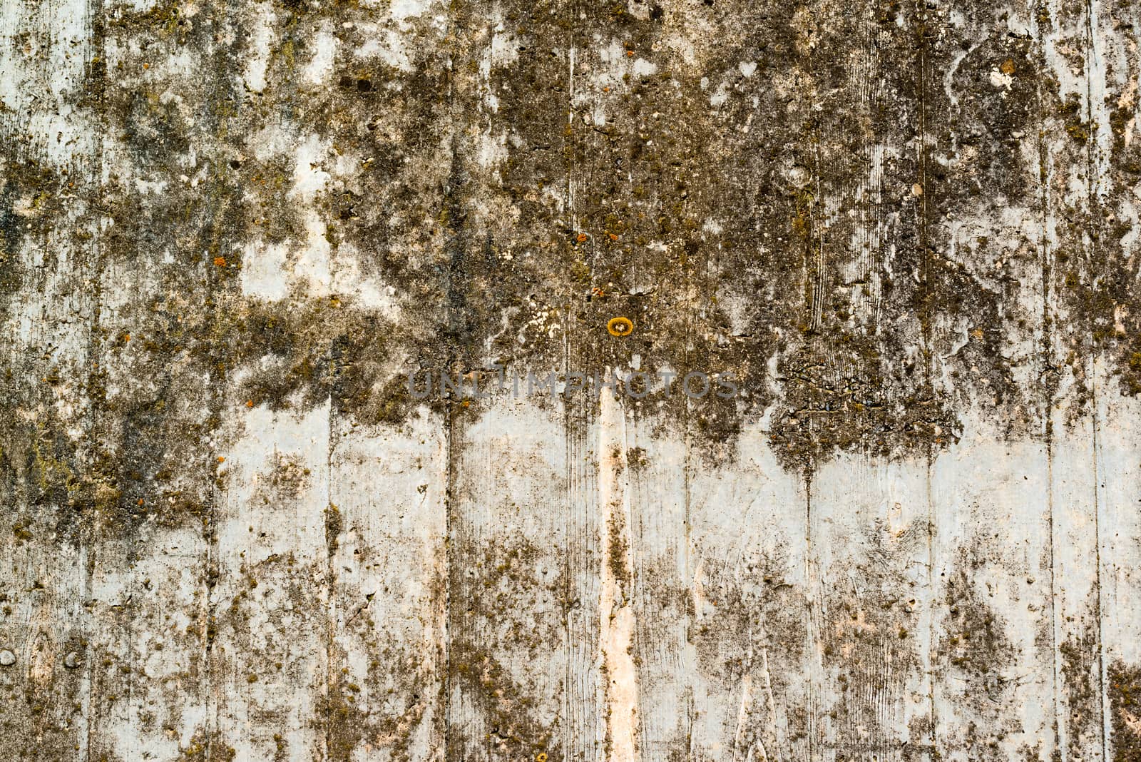 Old concrete wall covered with yellow lichen and moss as abstract background texture