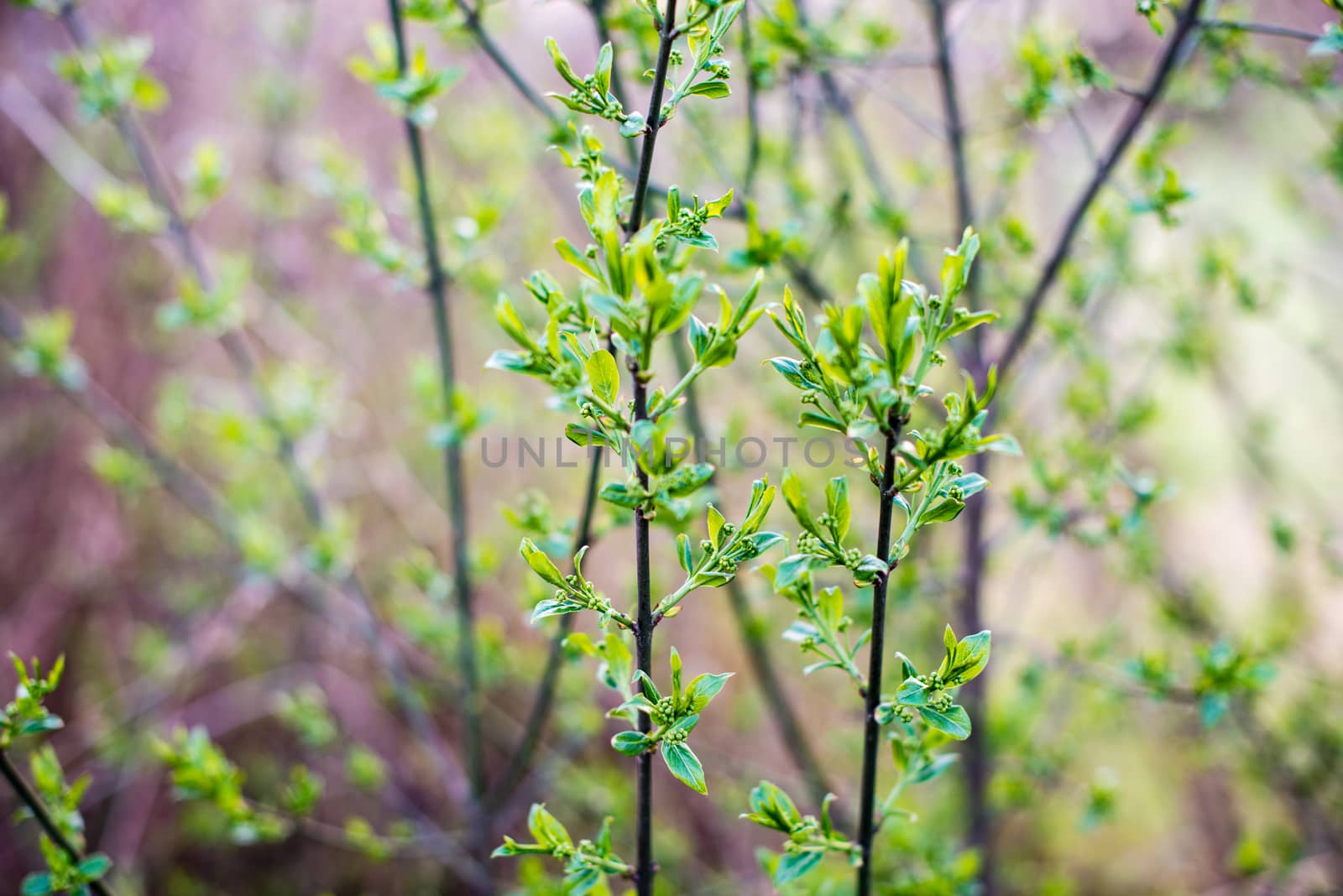 Sunlit blossoming tree branches in April