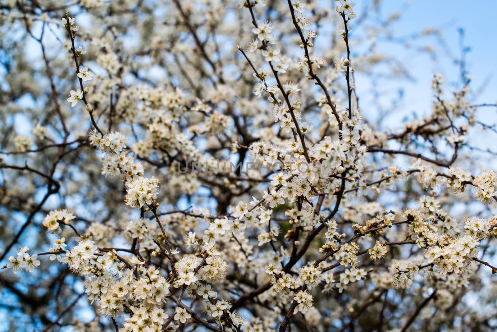 white cherry blossom by franky242