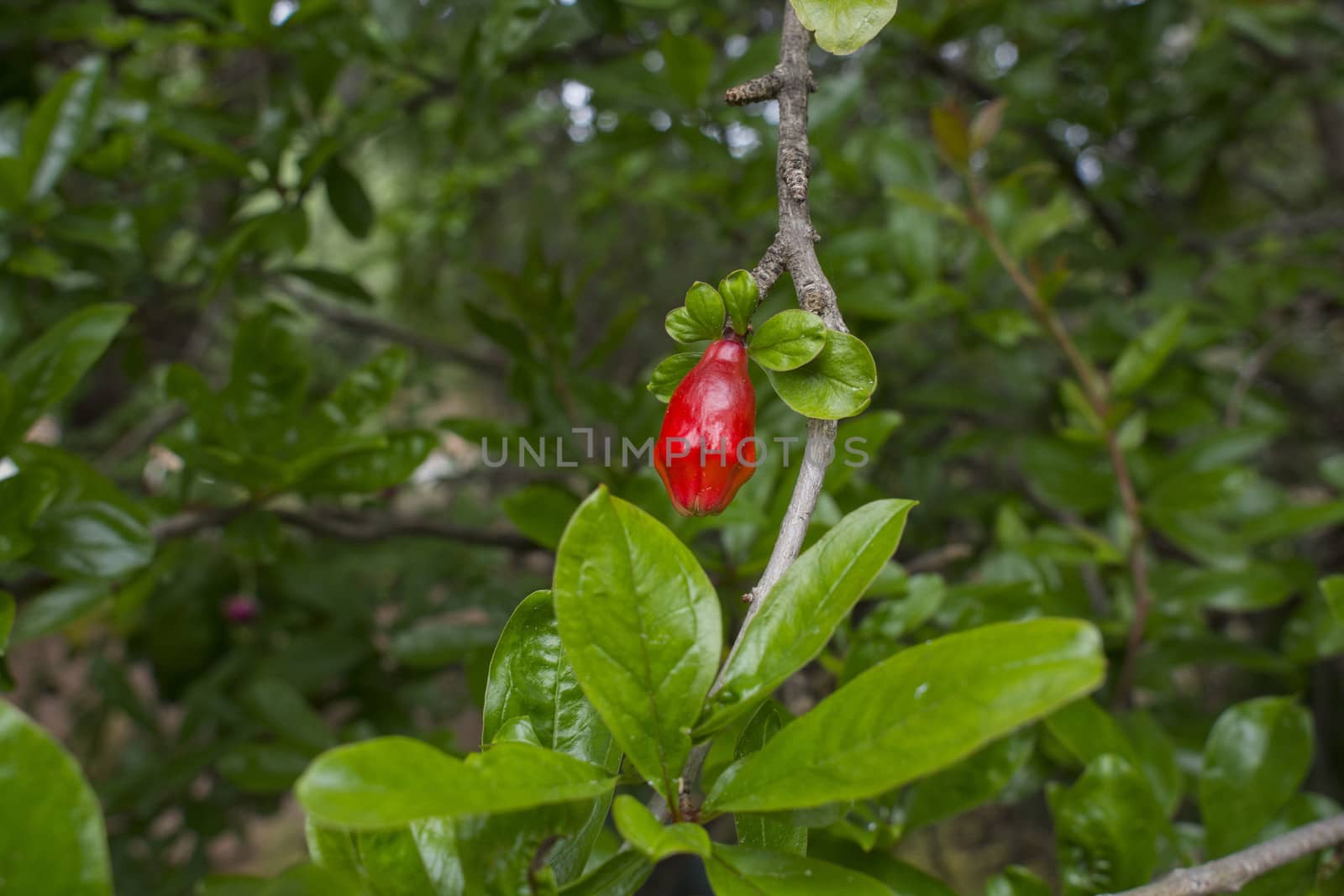 bud of pomegranate on the tree