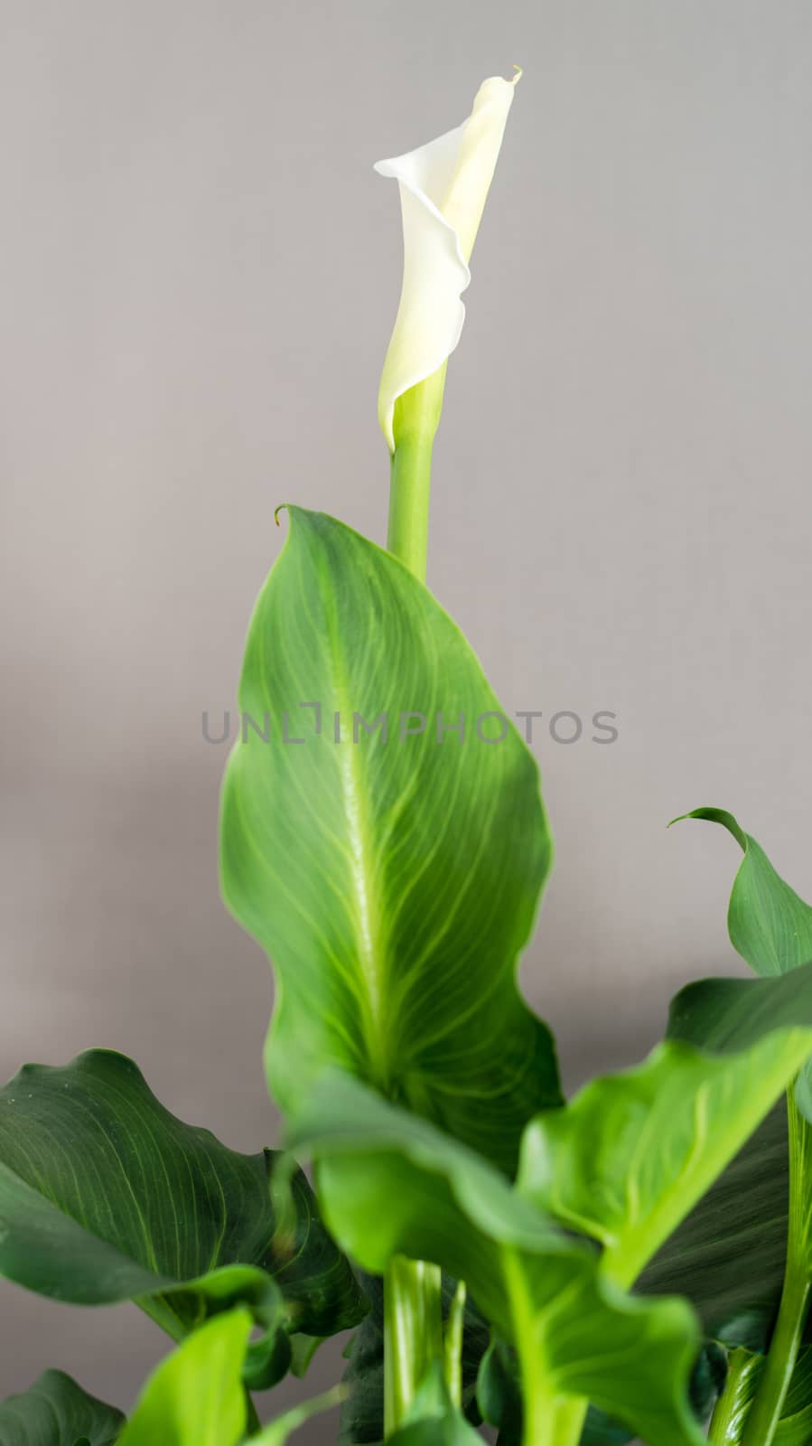 White Calla lily about to open her blossom on plant with neutral grey background