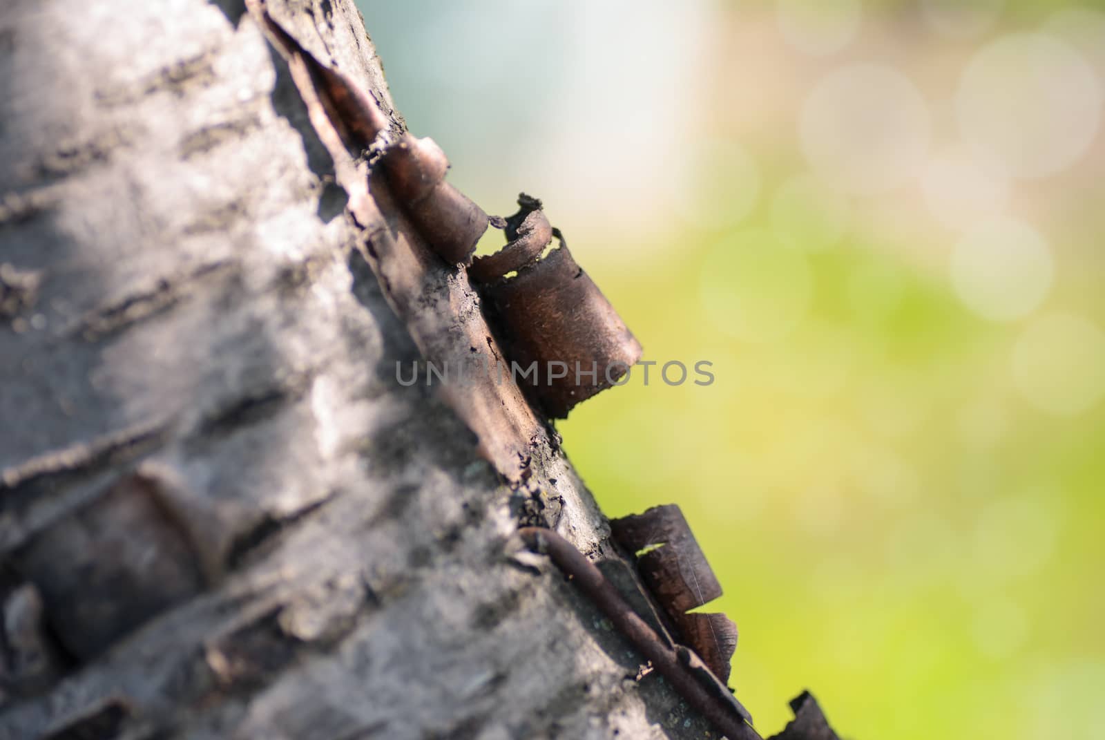 Tree trunk over with green grass blurred in background