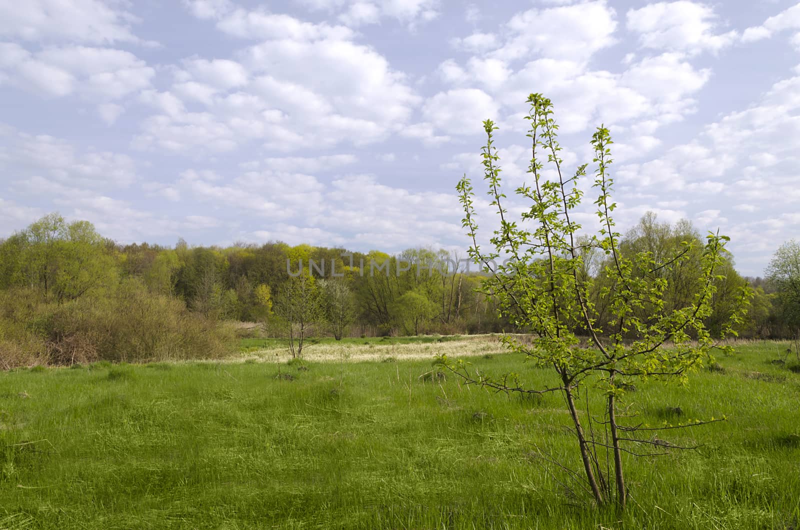 Spring landscape with gentle herbs, trees and clouds