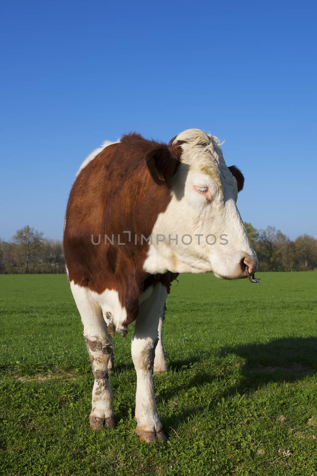 White and brown cow on green grass under the sun