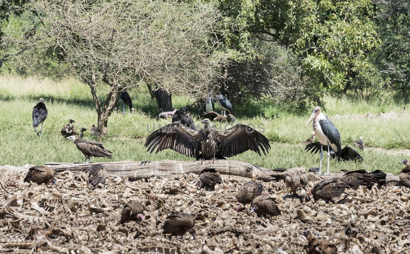 vulture and marabou eating from dead animals by compuinfoto