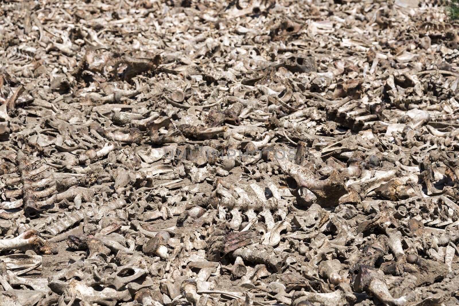 all dead animal bones by compuinfoto