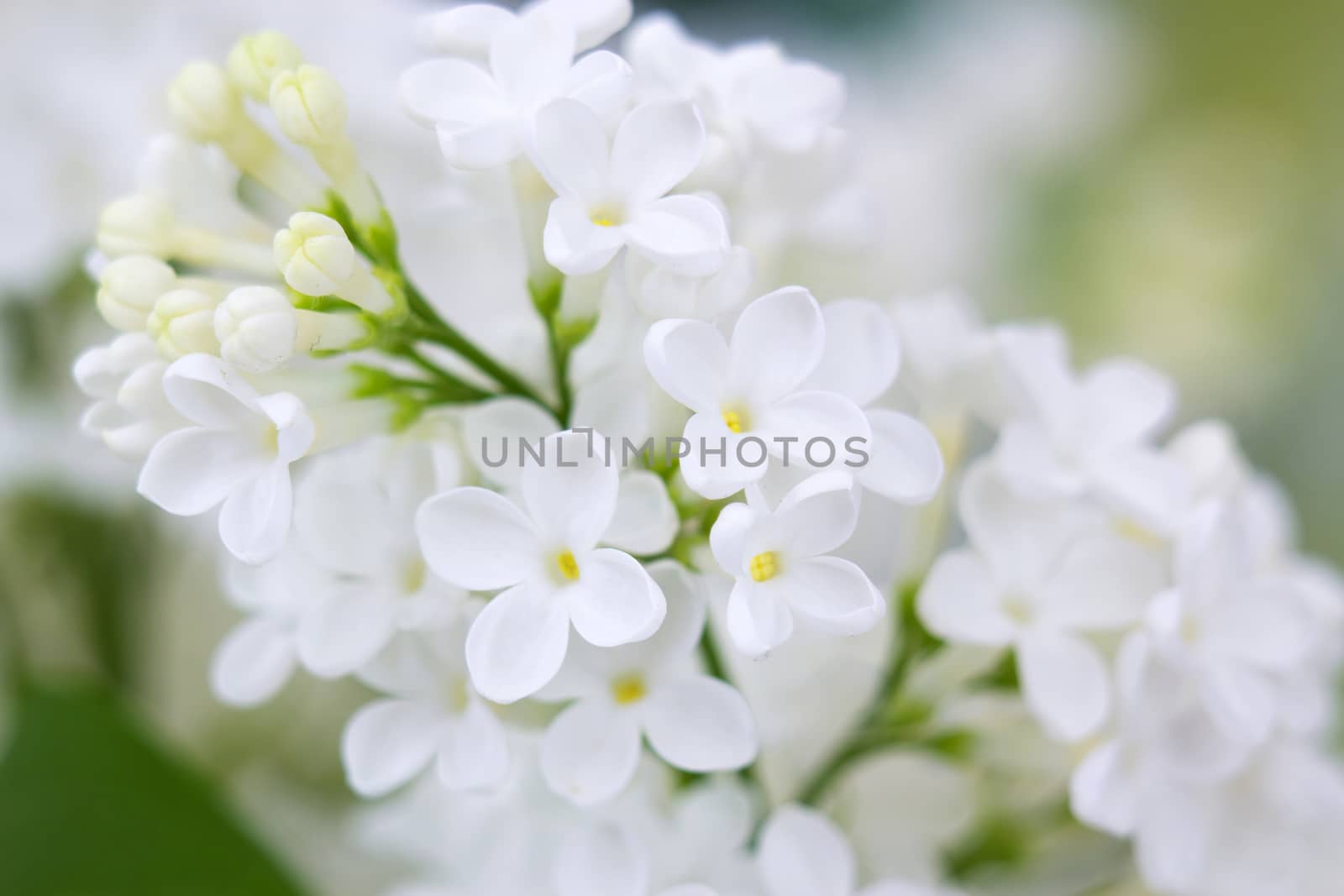 Blooming lilac flowers. Abstract background. Macro photo.