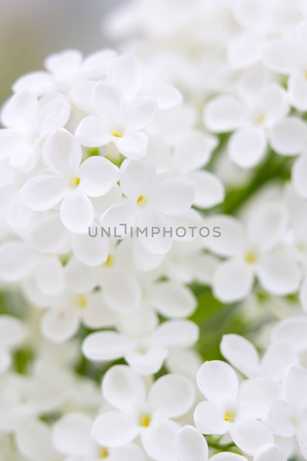 Blooming lilac flowers. Abstract background. Macro photo.