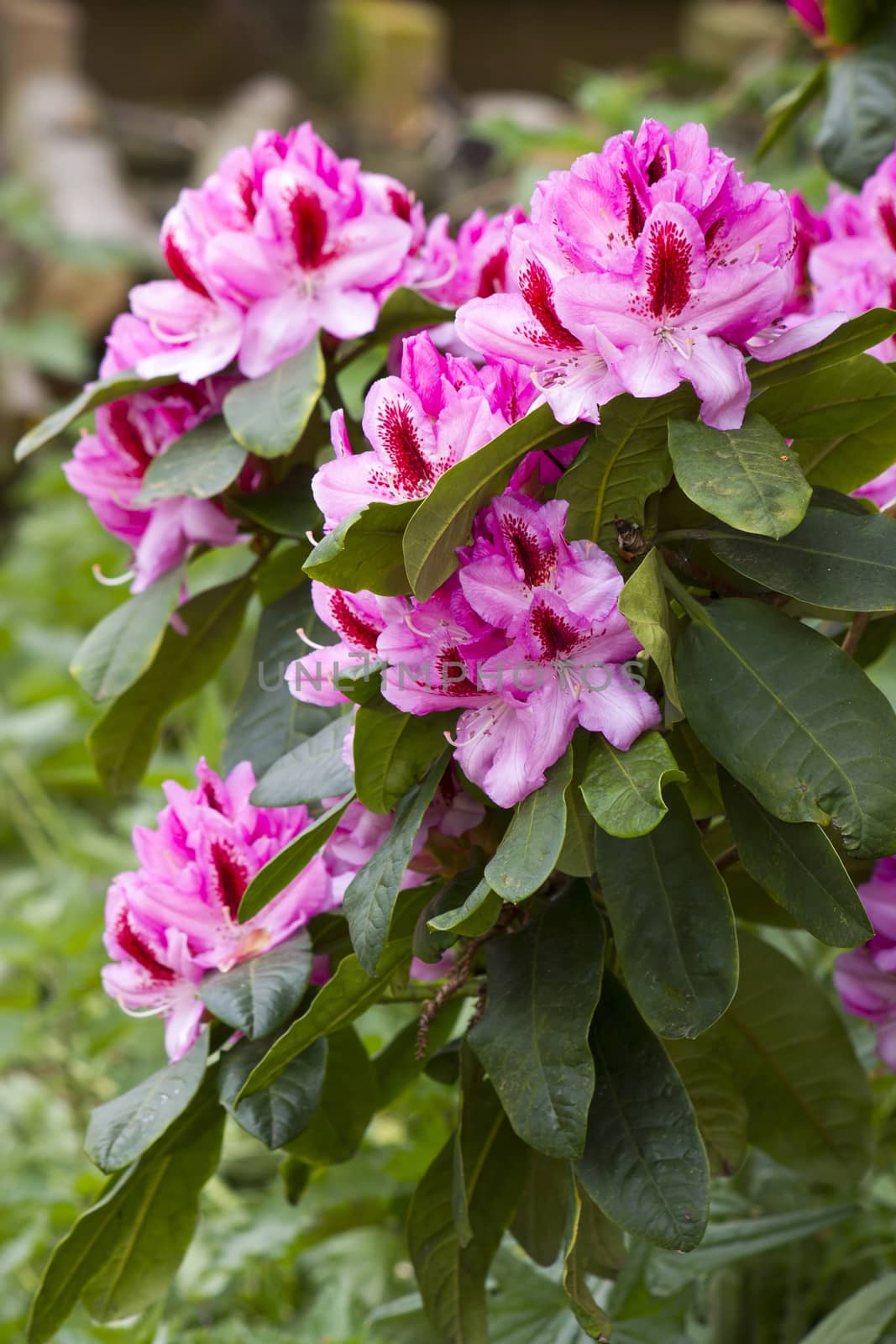 rhododendron