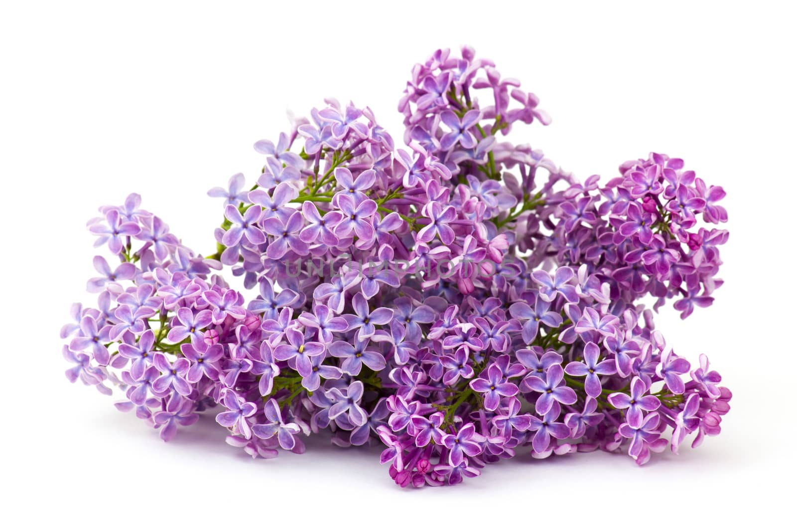 Blooming lilac flowers