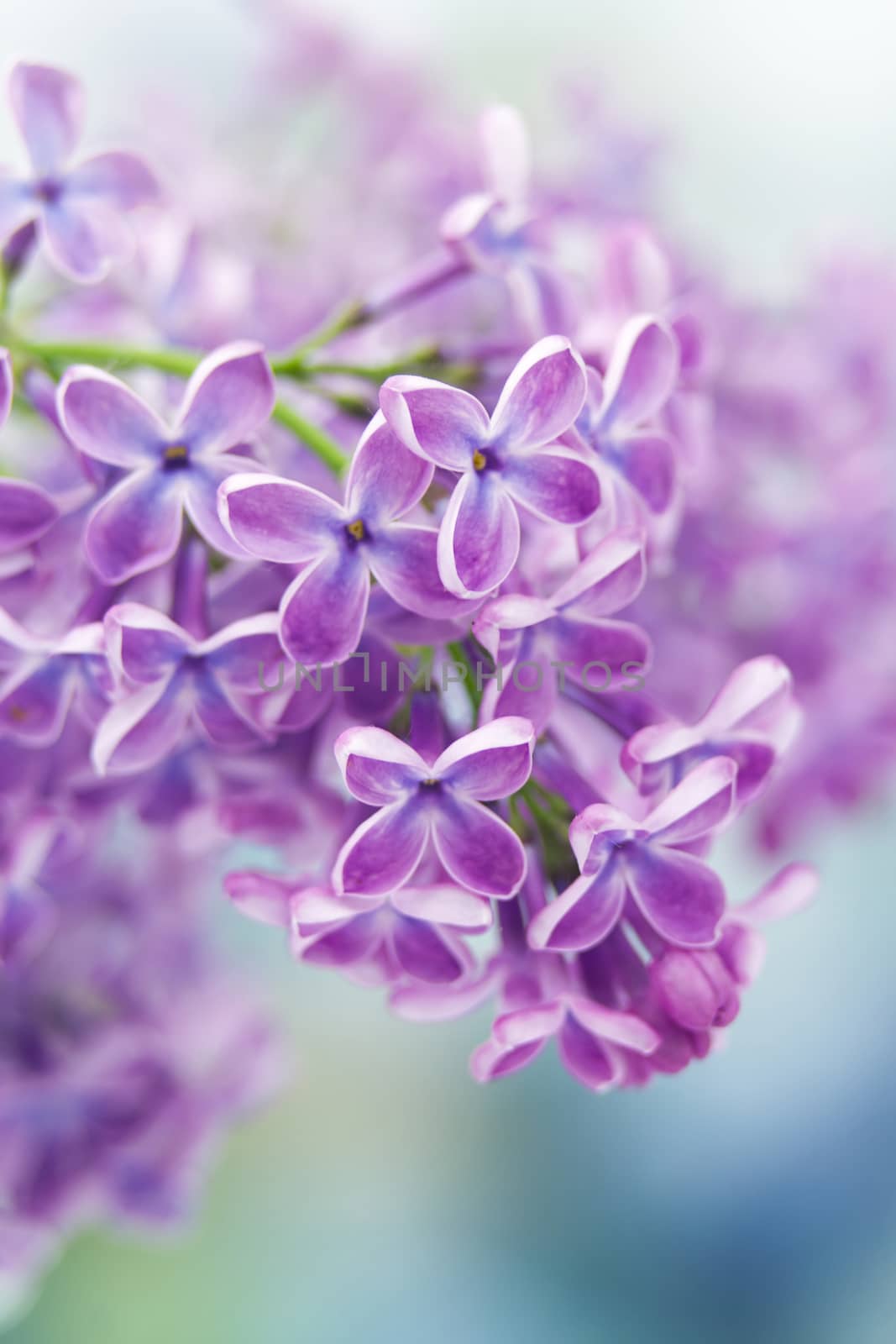 Blooming lilac flowers. Abstract background. Macro photo.