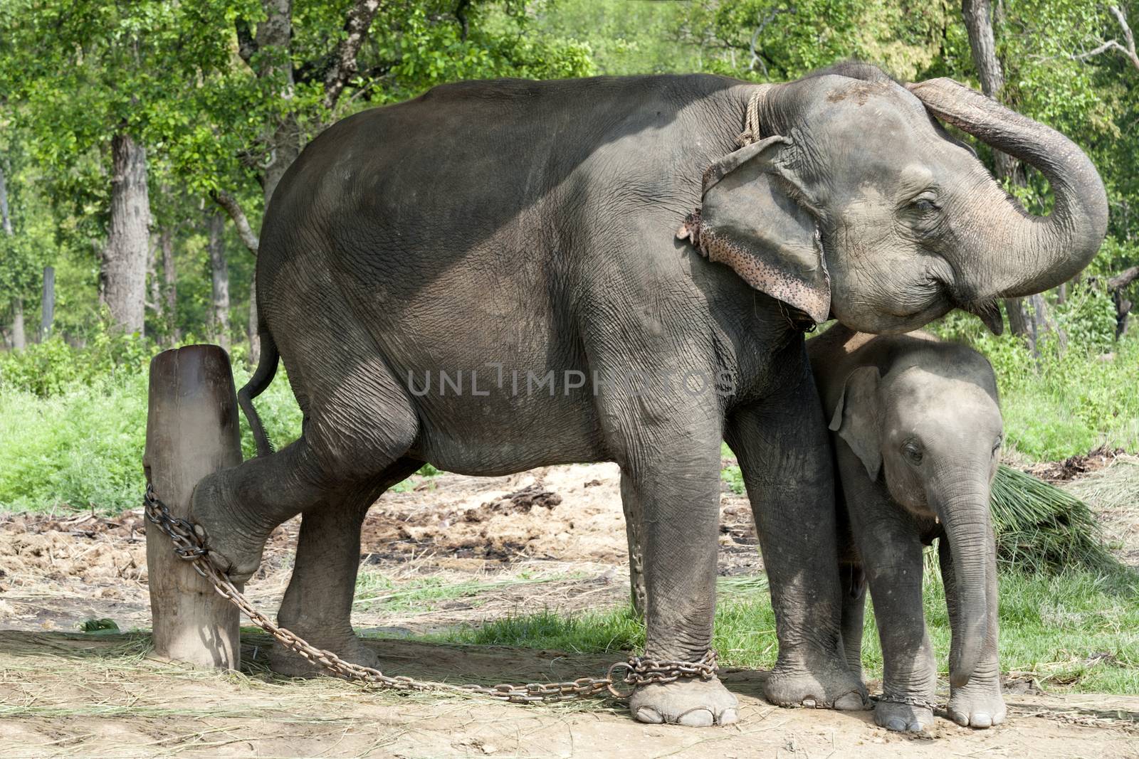 Adult female Asian  elephant (Elephas maximus) with her calf in the elephant breeding center, Sauraha, Nepal