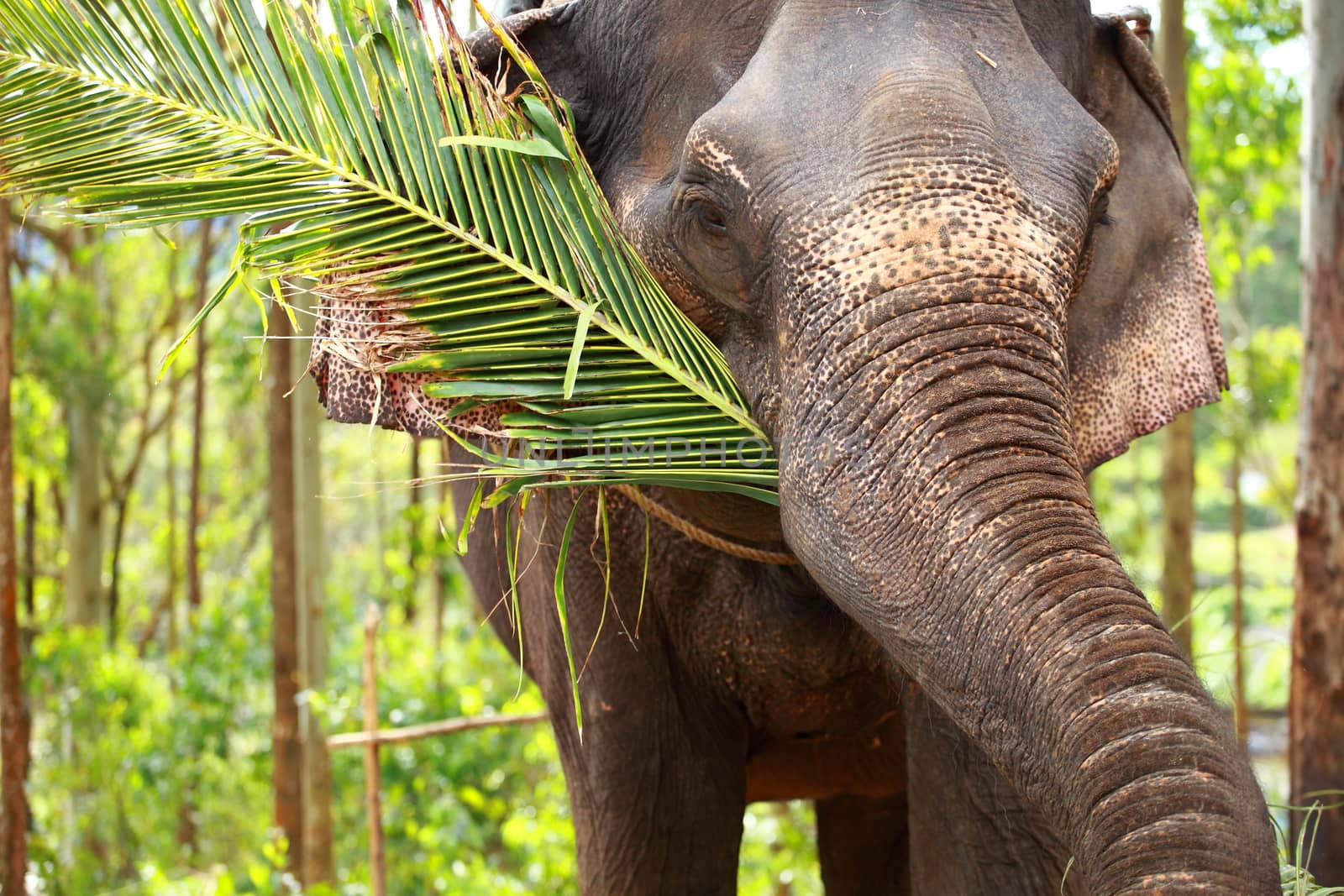 Elephants playing, eating sugar cane with their herd