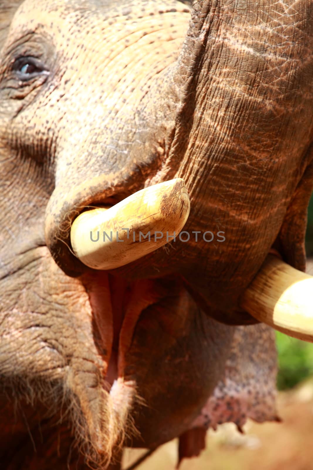 Elephants playing, eating sugar cane with their herd