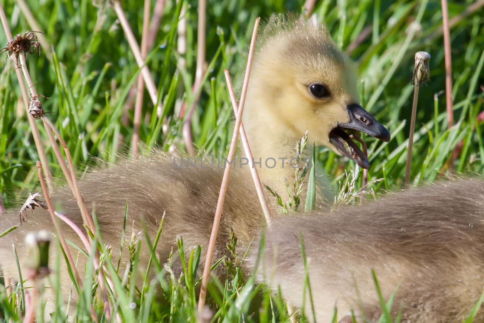 Canadian Goose Gosling resting by Coffee999