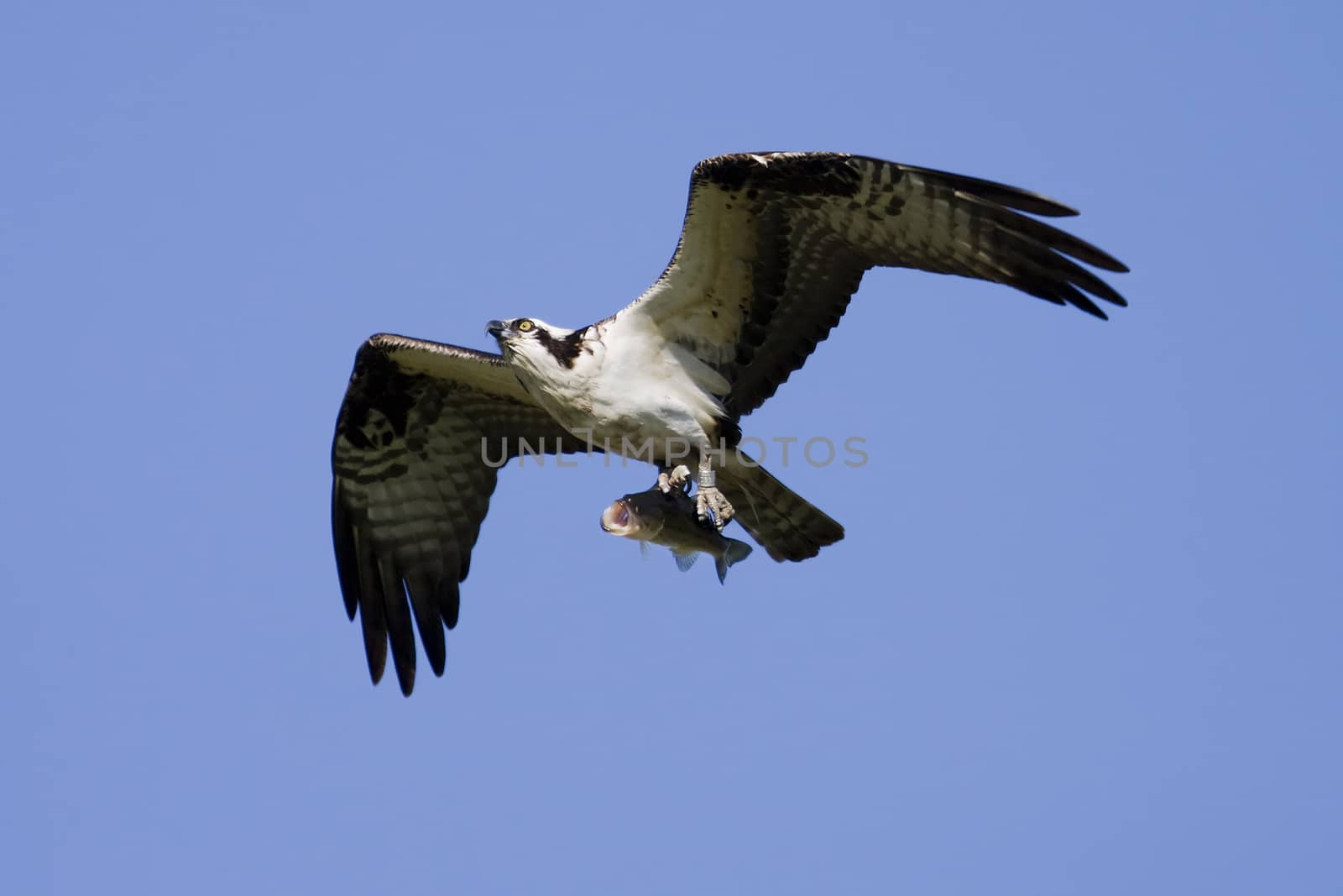 Soaring osprey carrying a fish in it's talons  by Coffee999