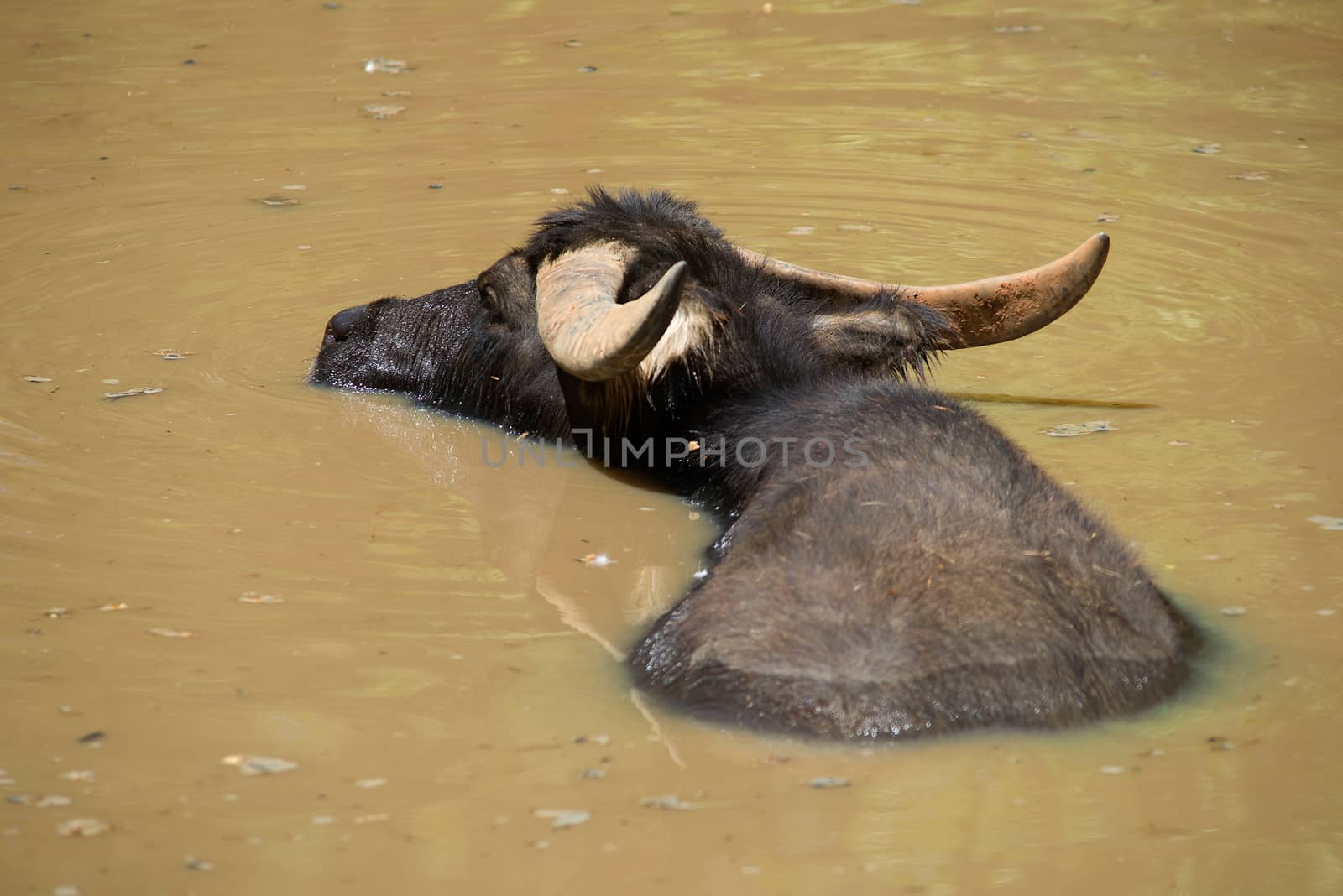 A Water Buffalo soaking in a lake