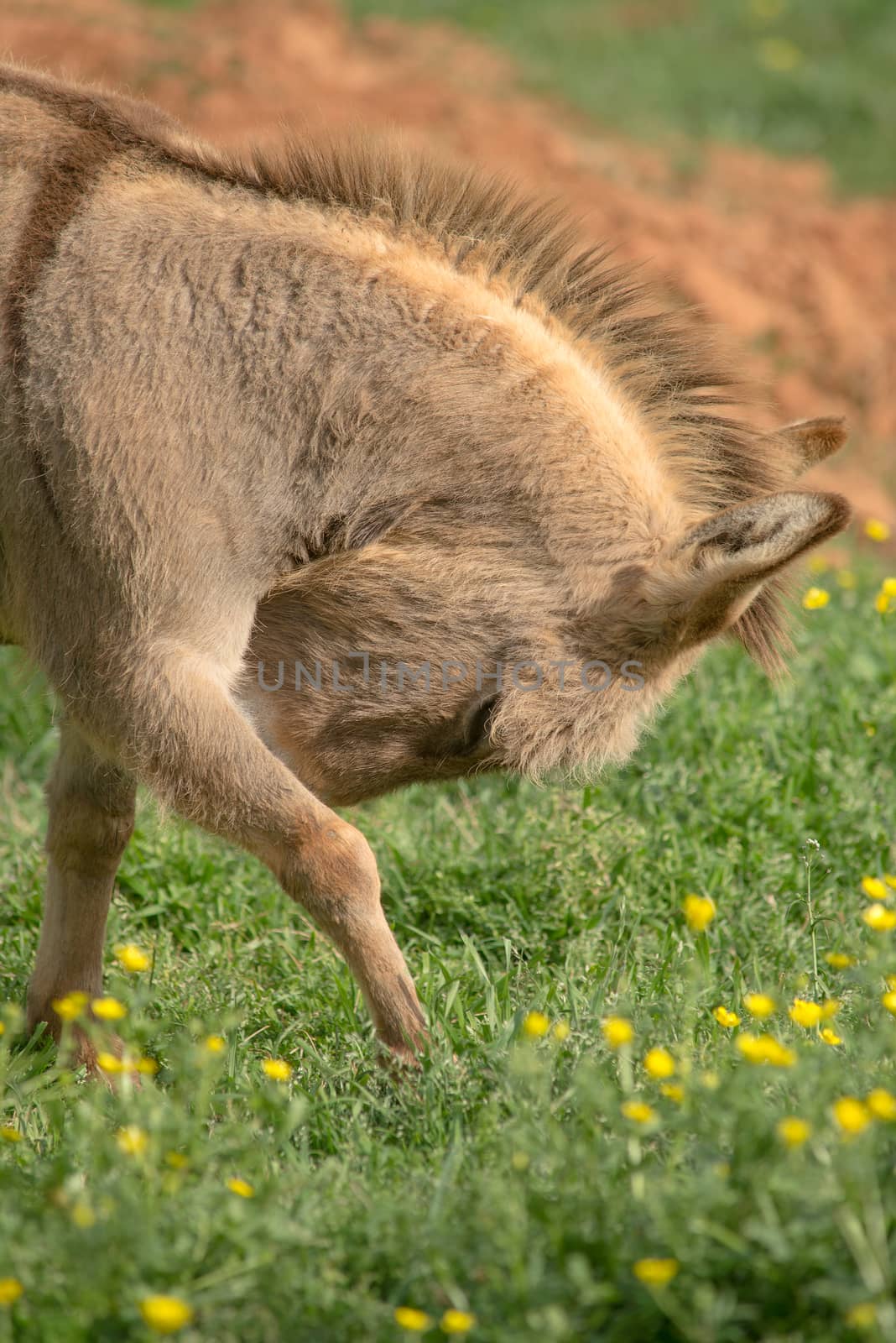 A burro in a field with his nose behind his leg