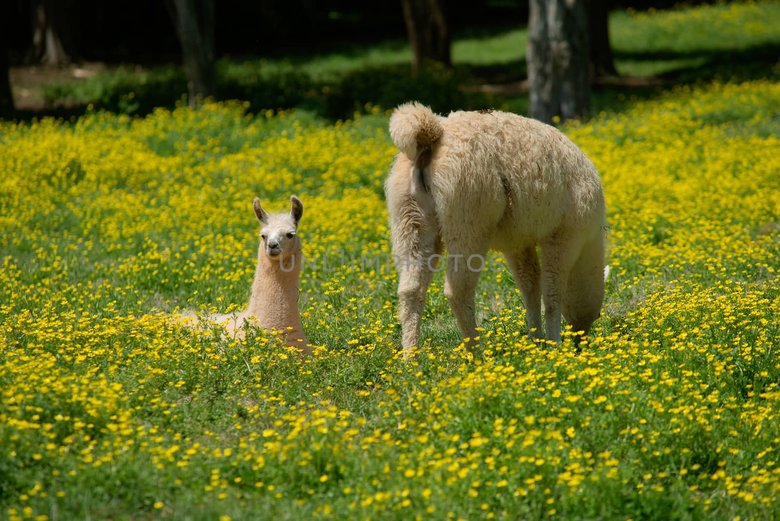 Llama and her young in field of buttercups