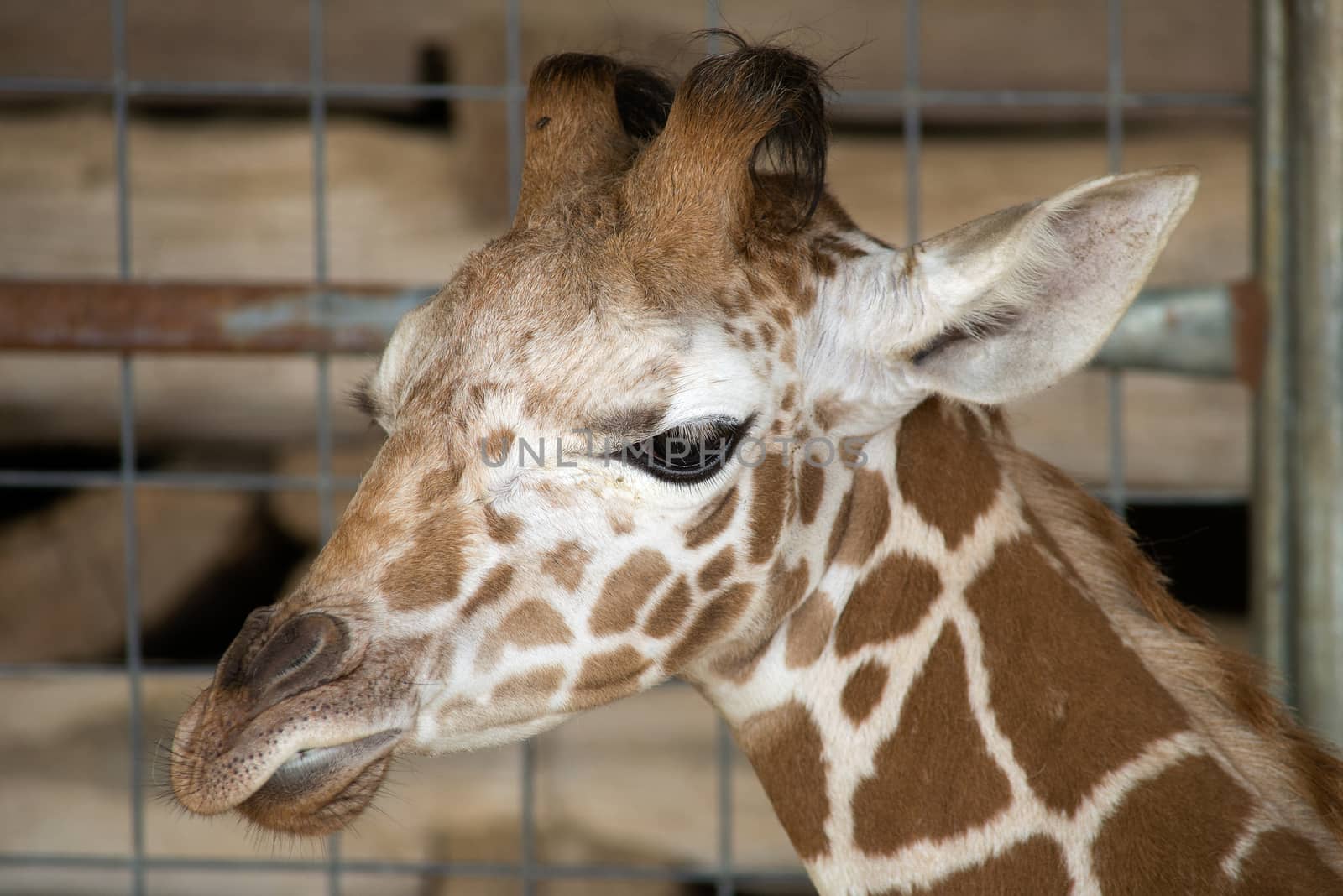 A baby giraffe in quarantine