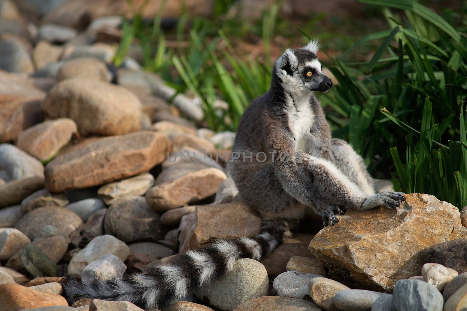 A Ring Tailed Lemur sitting on rocks