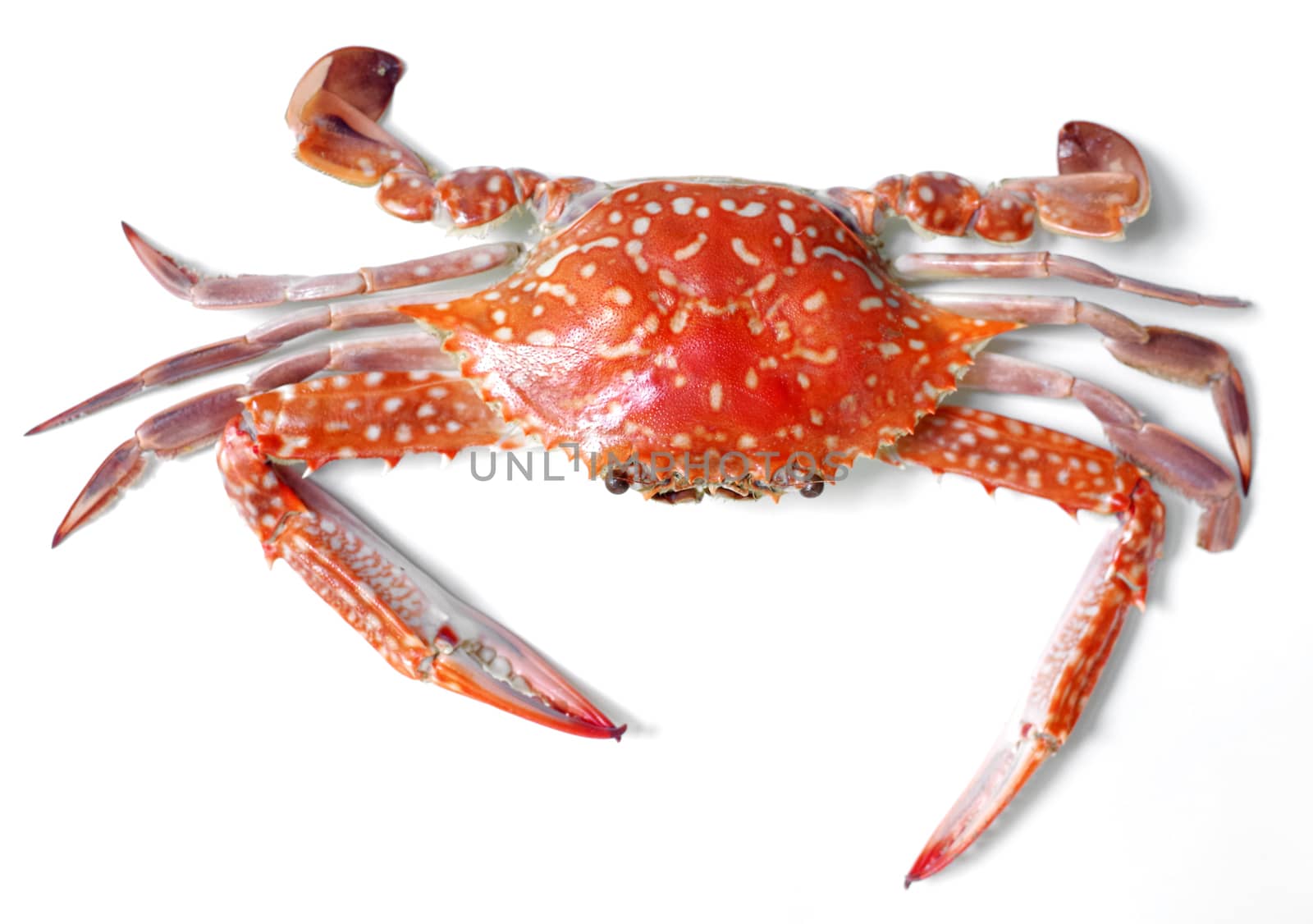 Boiled crab isolated on white background 