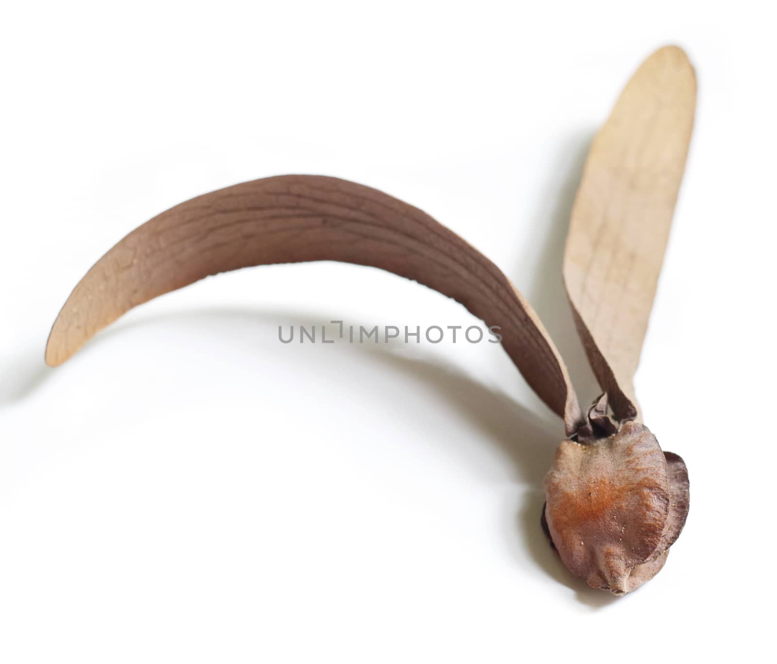 dry dipterocarpus flower isolate on white 