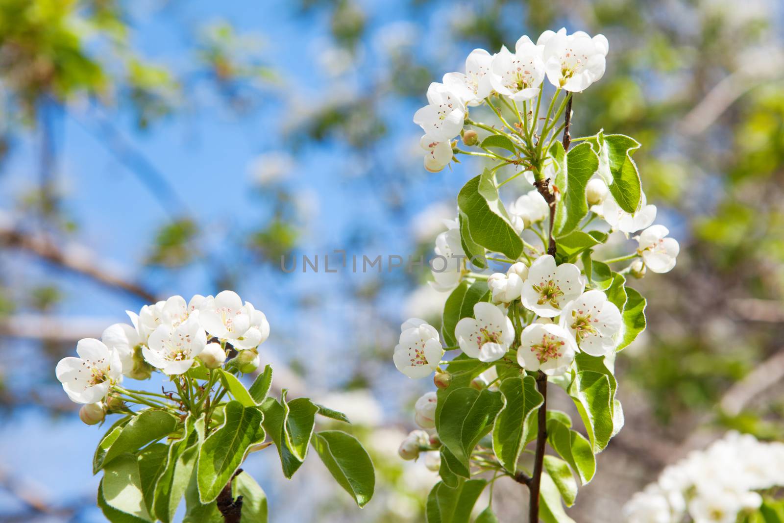 flowers of tree in spring by vsurkov