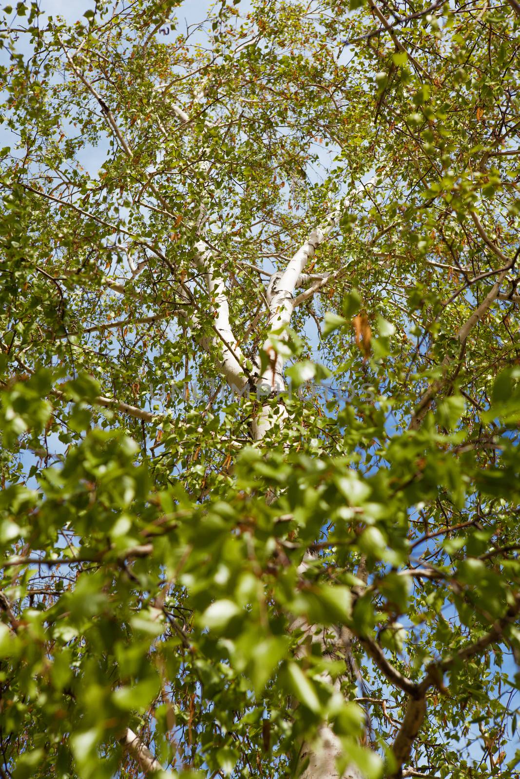 a birch tree in spring