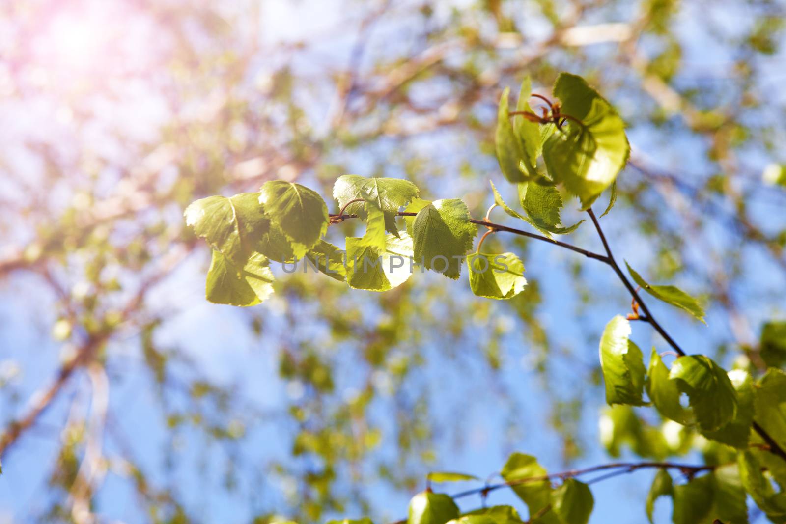 green branch of birch in sunlight