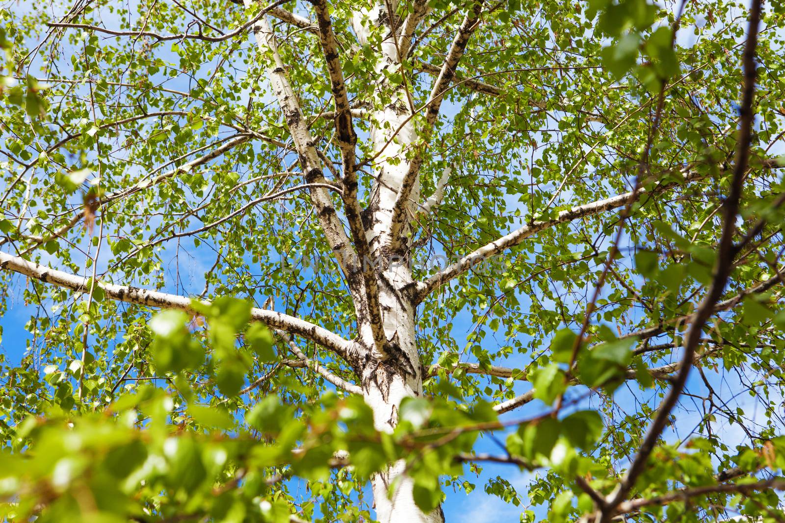 a birch tree in spring