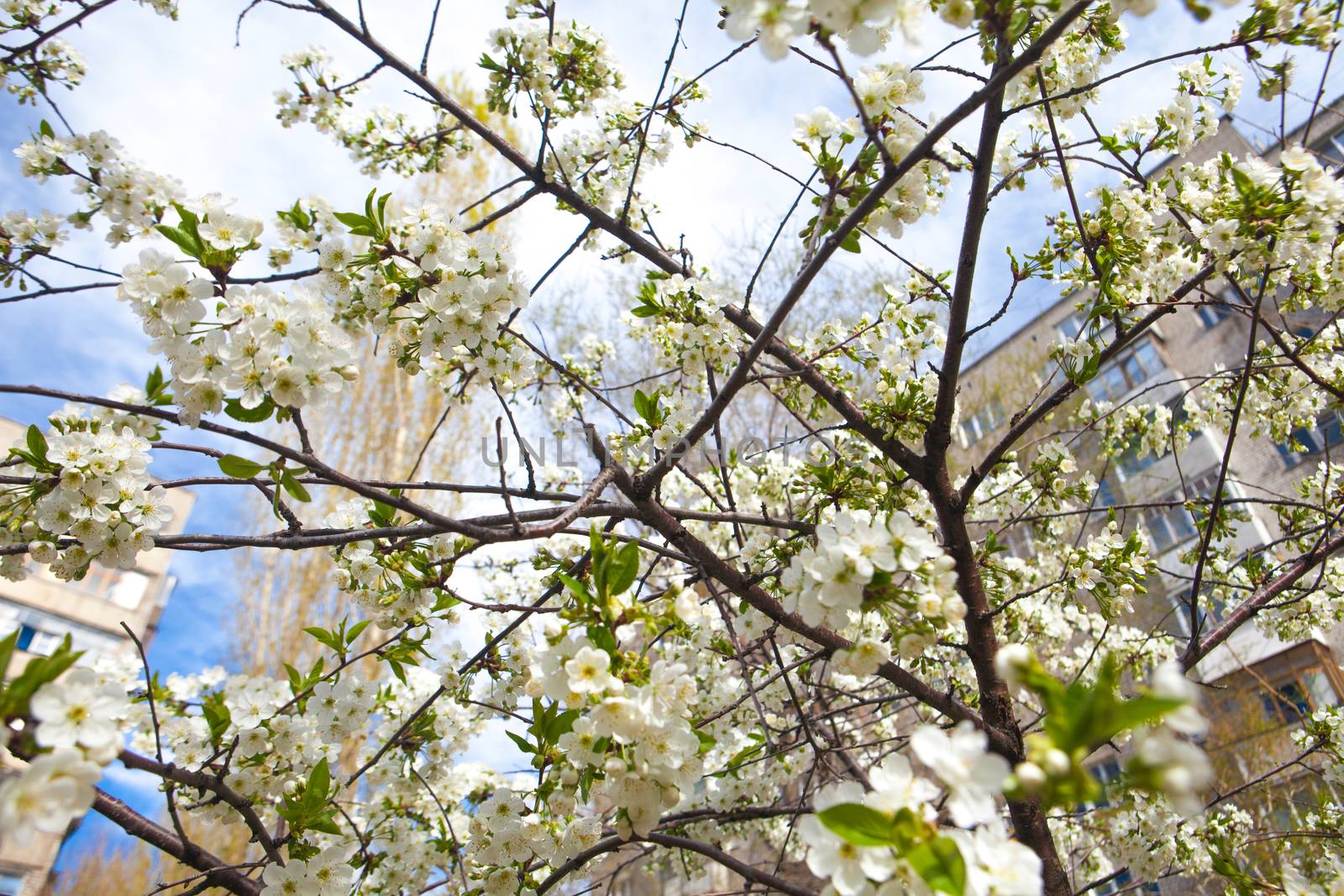 flowers of tree in spring by vsurkov