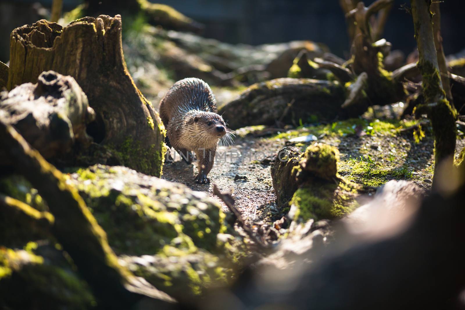 Eurasian otter (Lutra lutra)